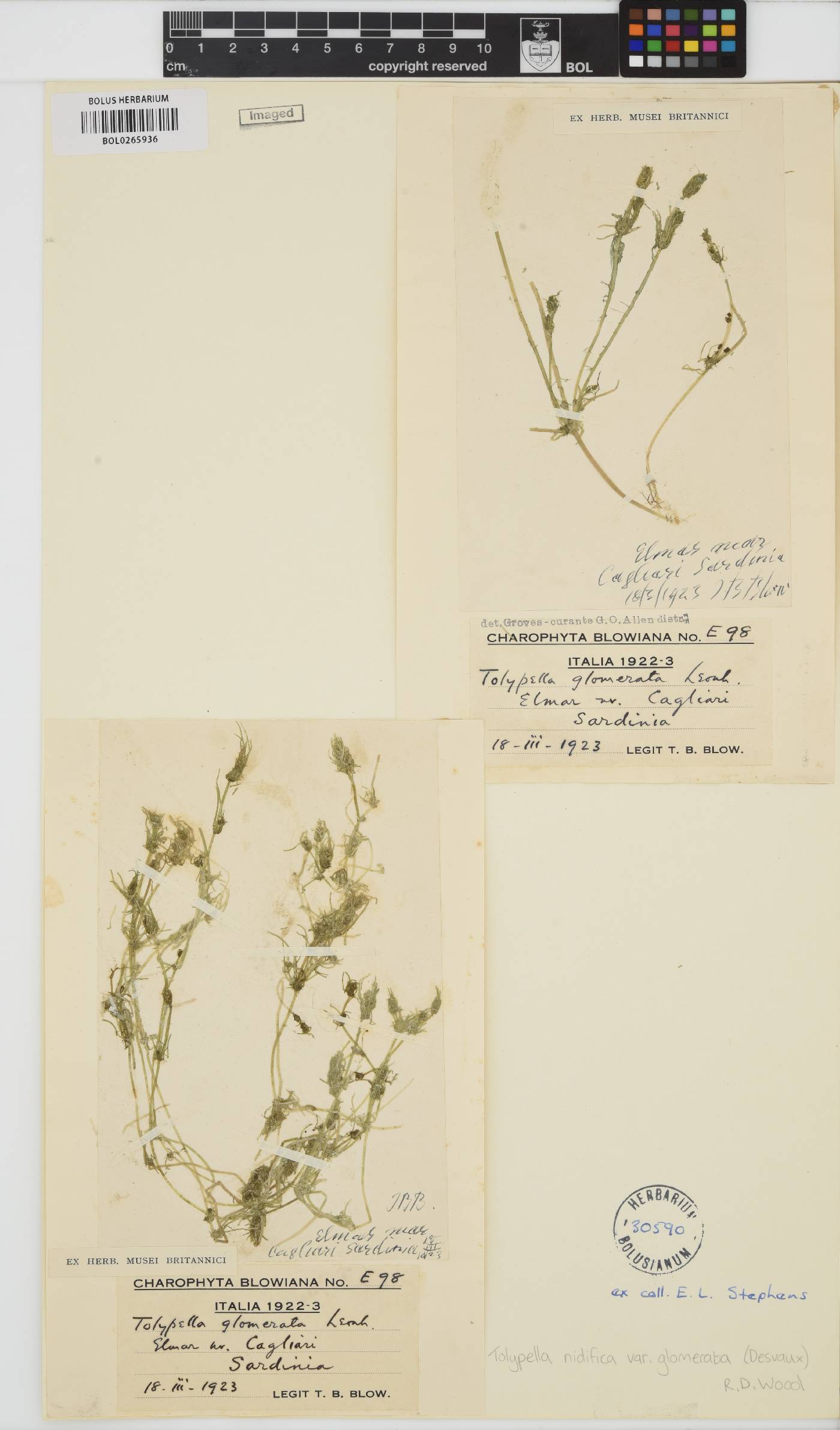 Tolypella glomerata image