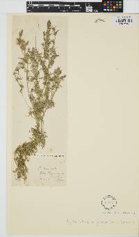 Tolypella glomerata image