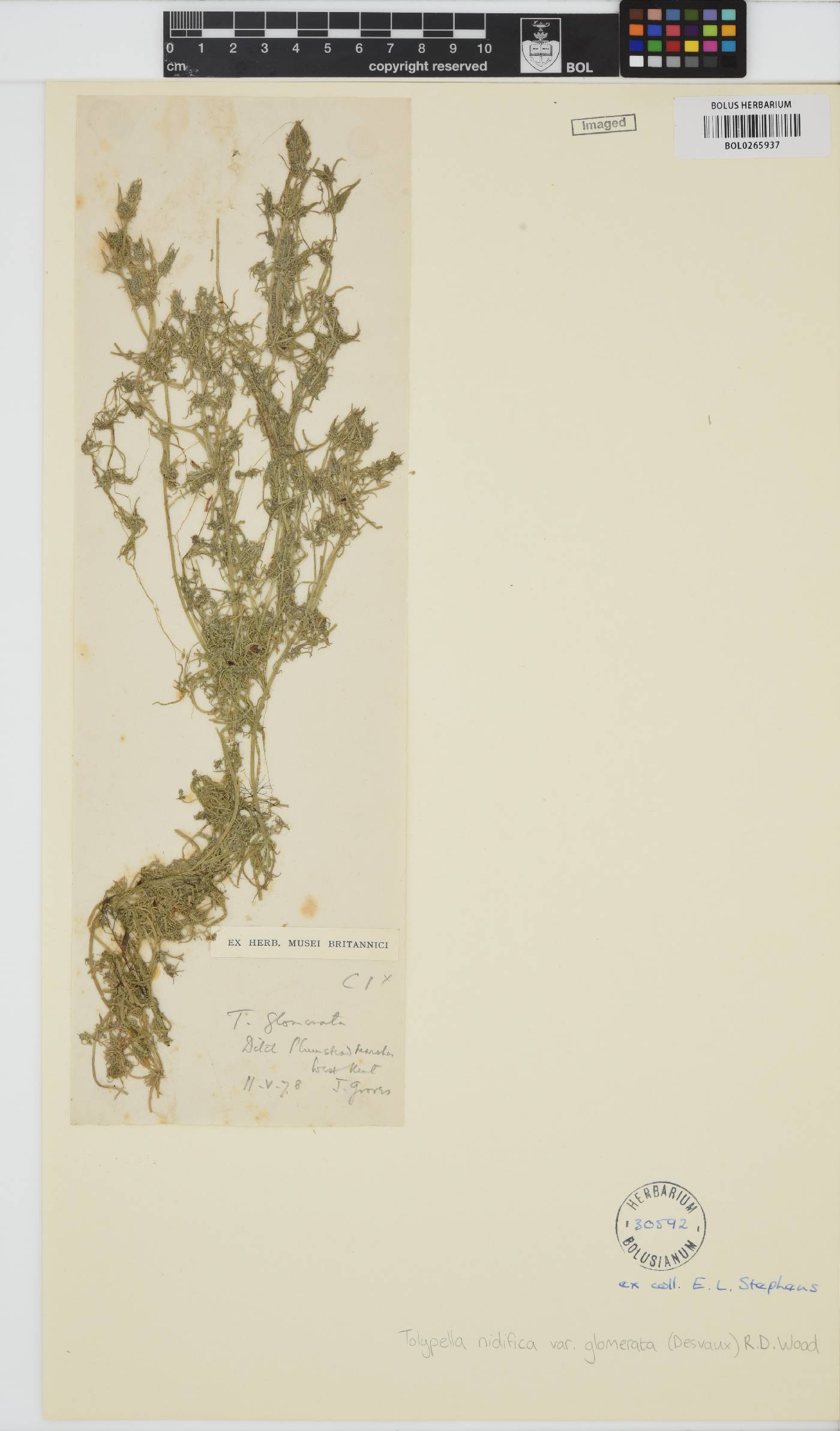 Tolypella glomerata image
