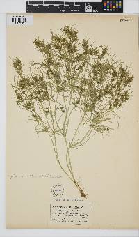 Image of Tolypella prolifera