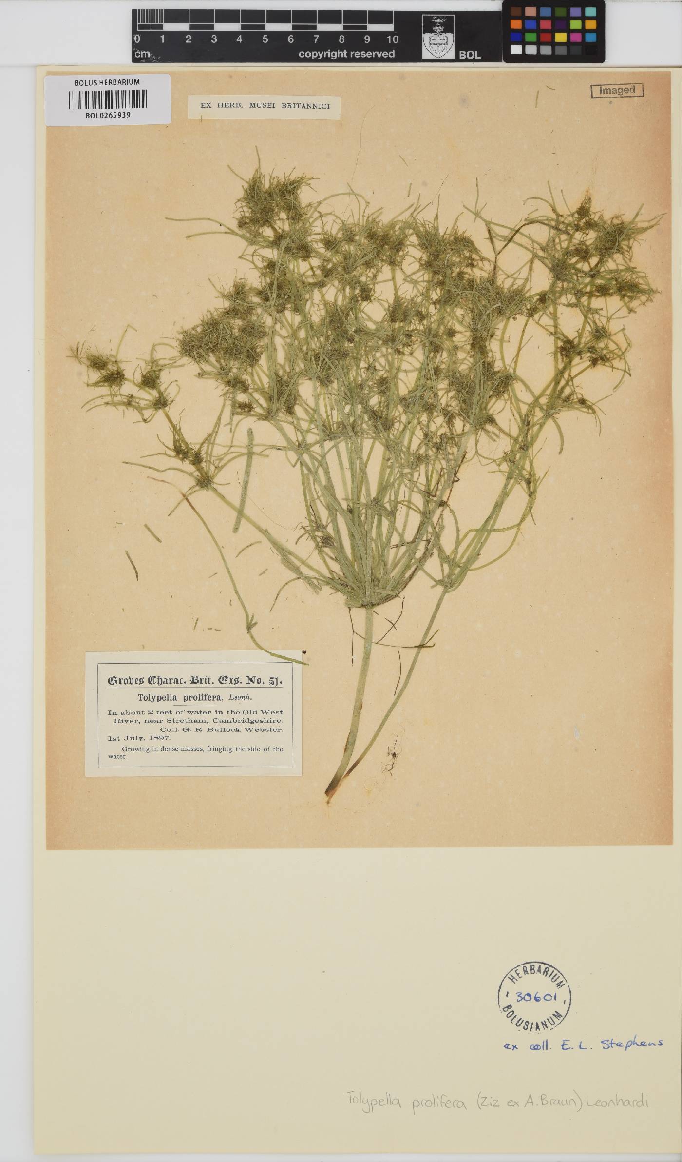 Tolypella prolifera image
