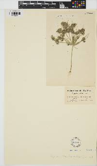 Tolypella prolifera image