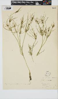 Tolypella prolifera image