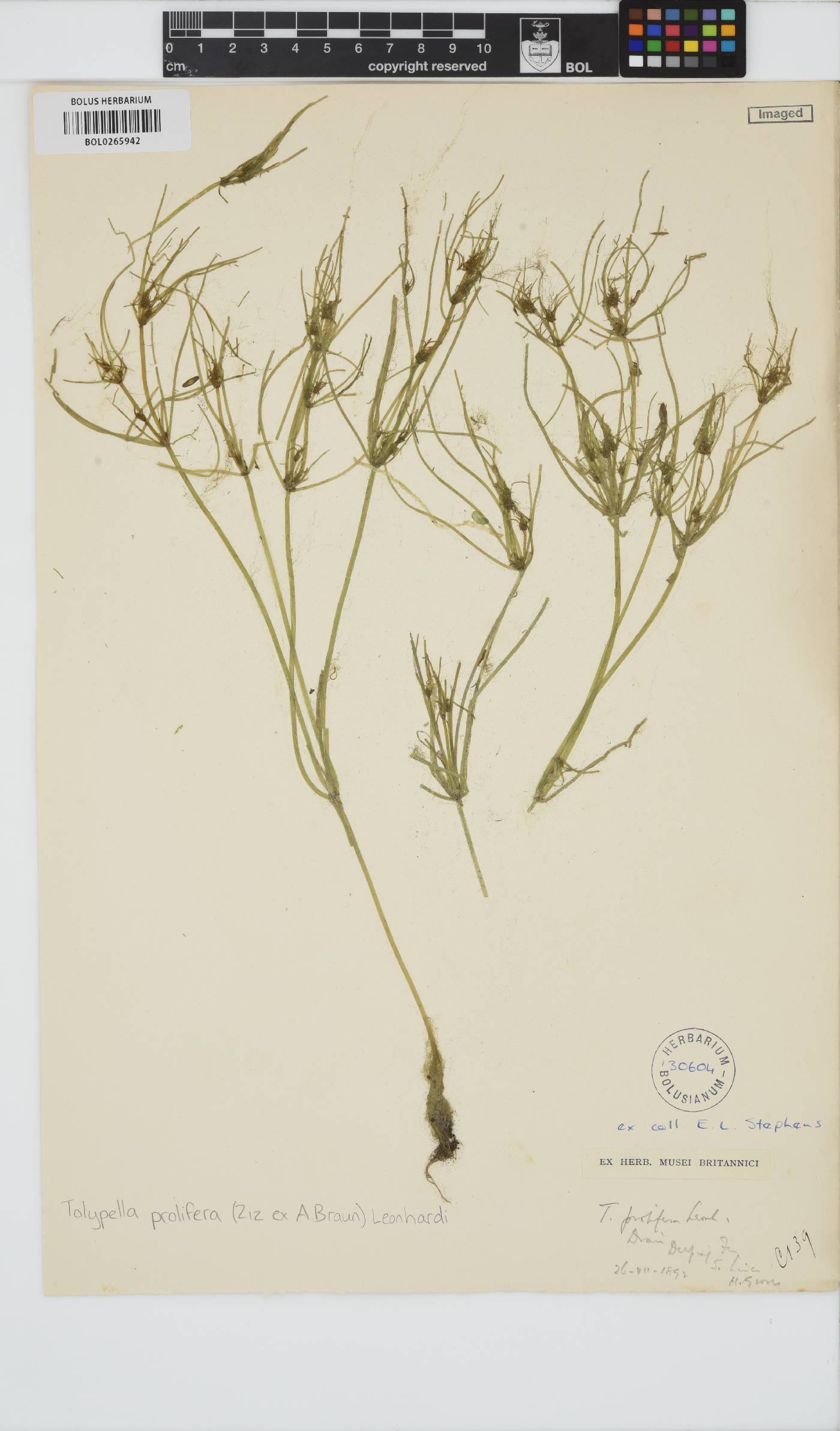 Tolypella image