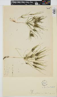 Tolypella prolifera image
