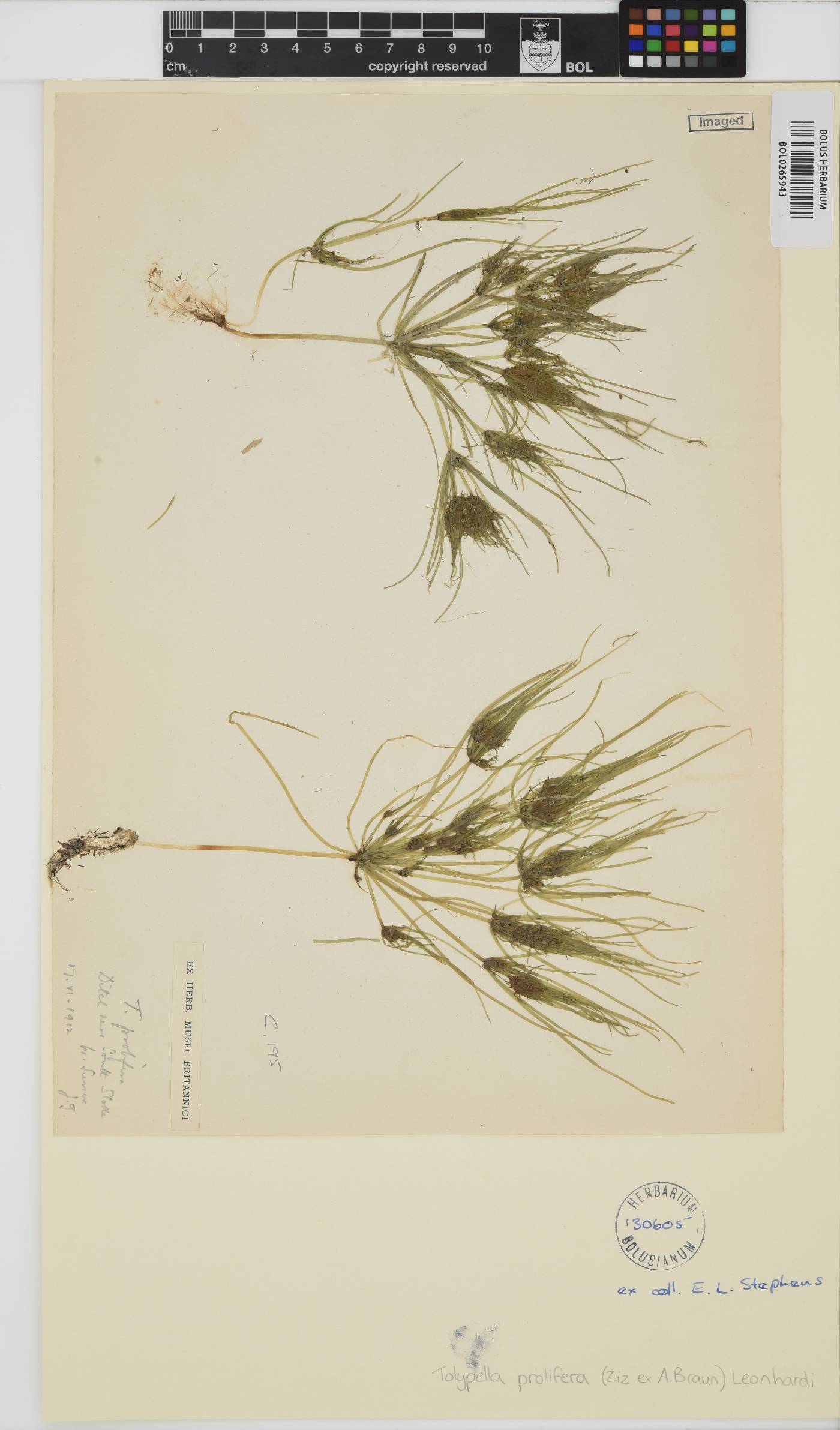 Tolypella prolifera image