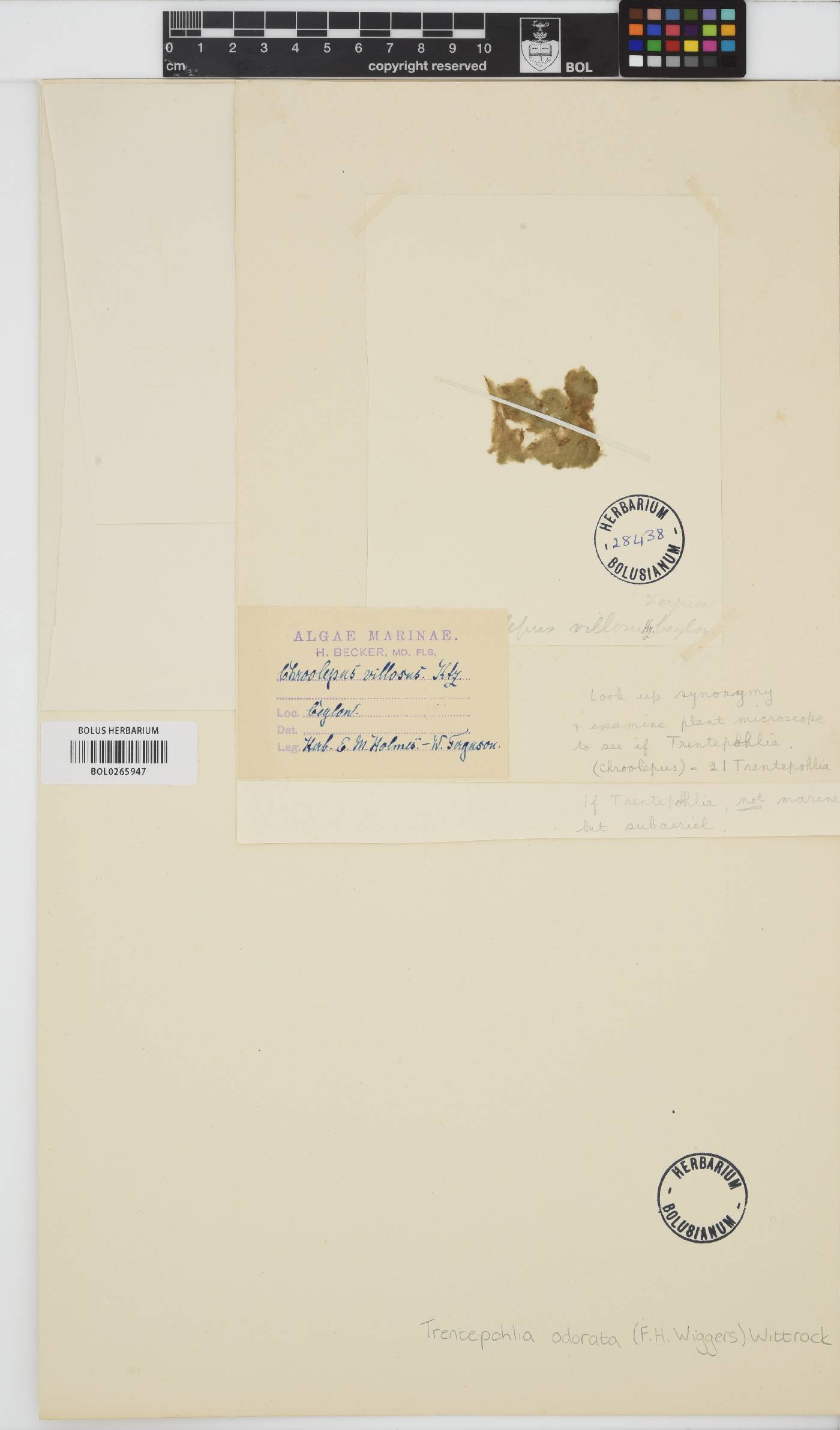 Trentepohliaceae image