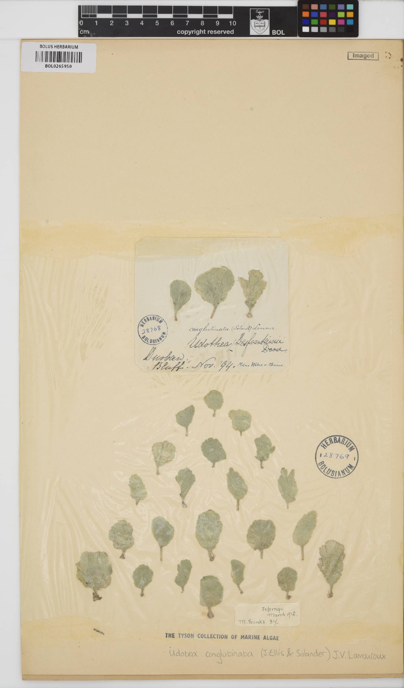 Udotea conglutinata image