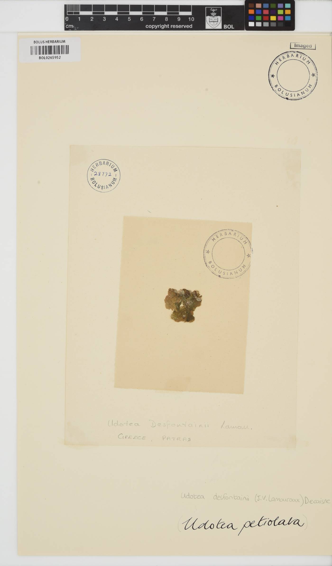 Flabellia image