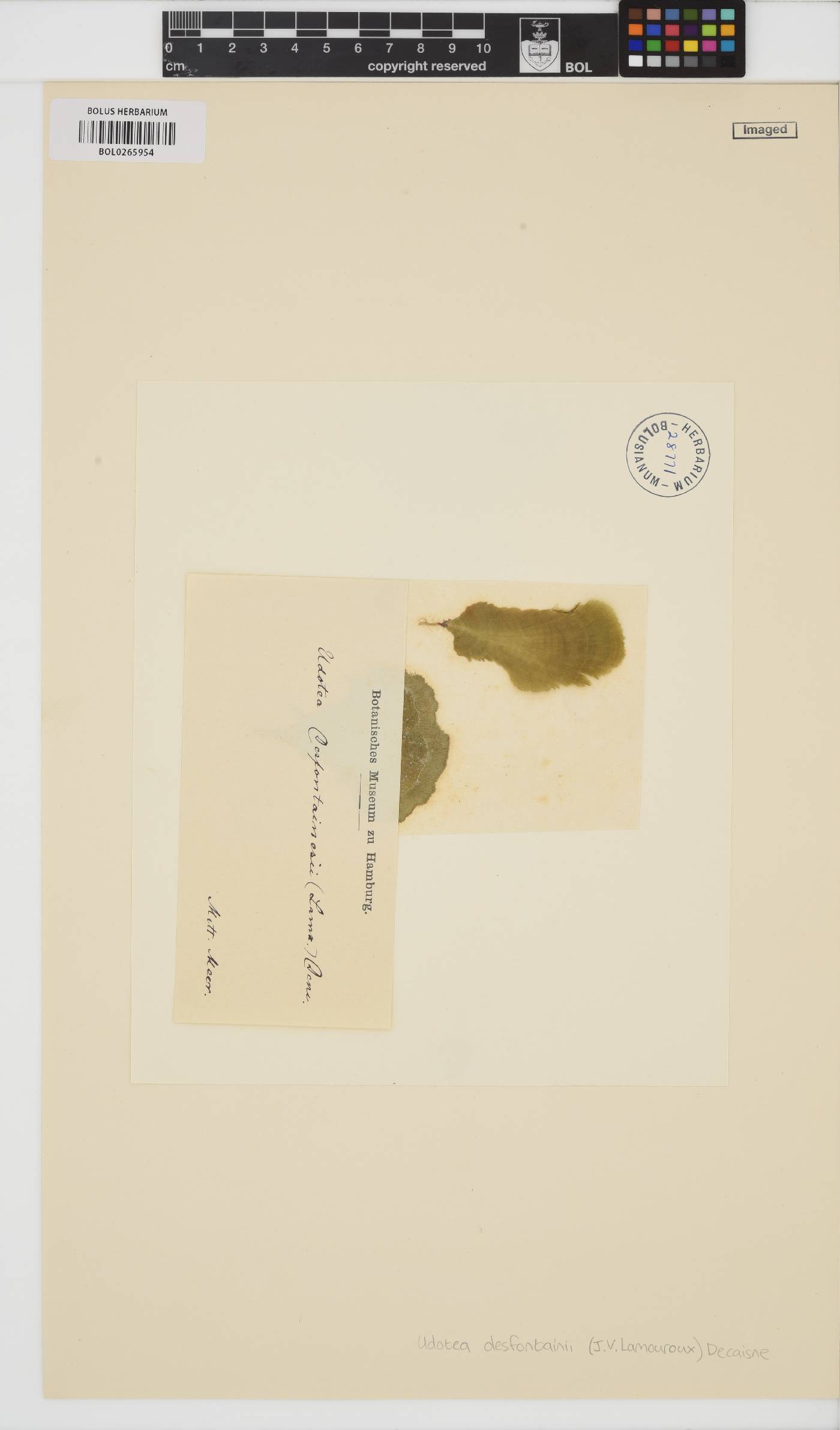 Flabellia image