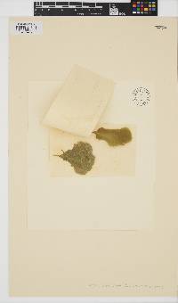 Flabellia petiolata image