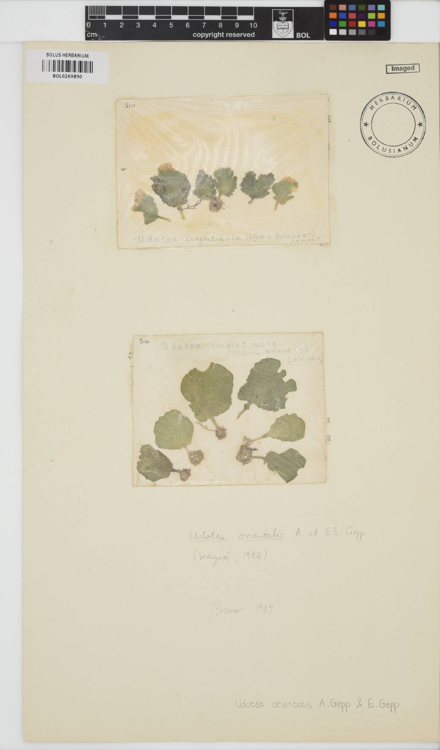 Udotea orientalis image