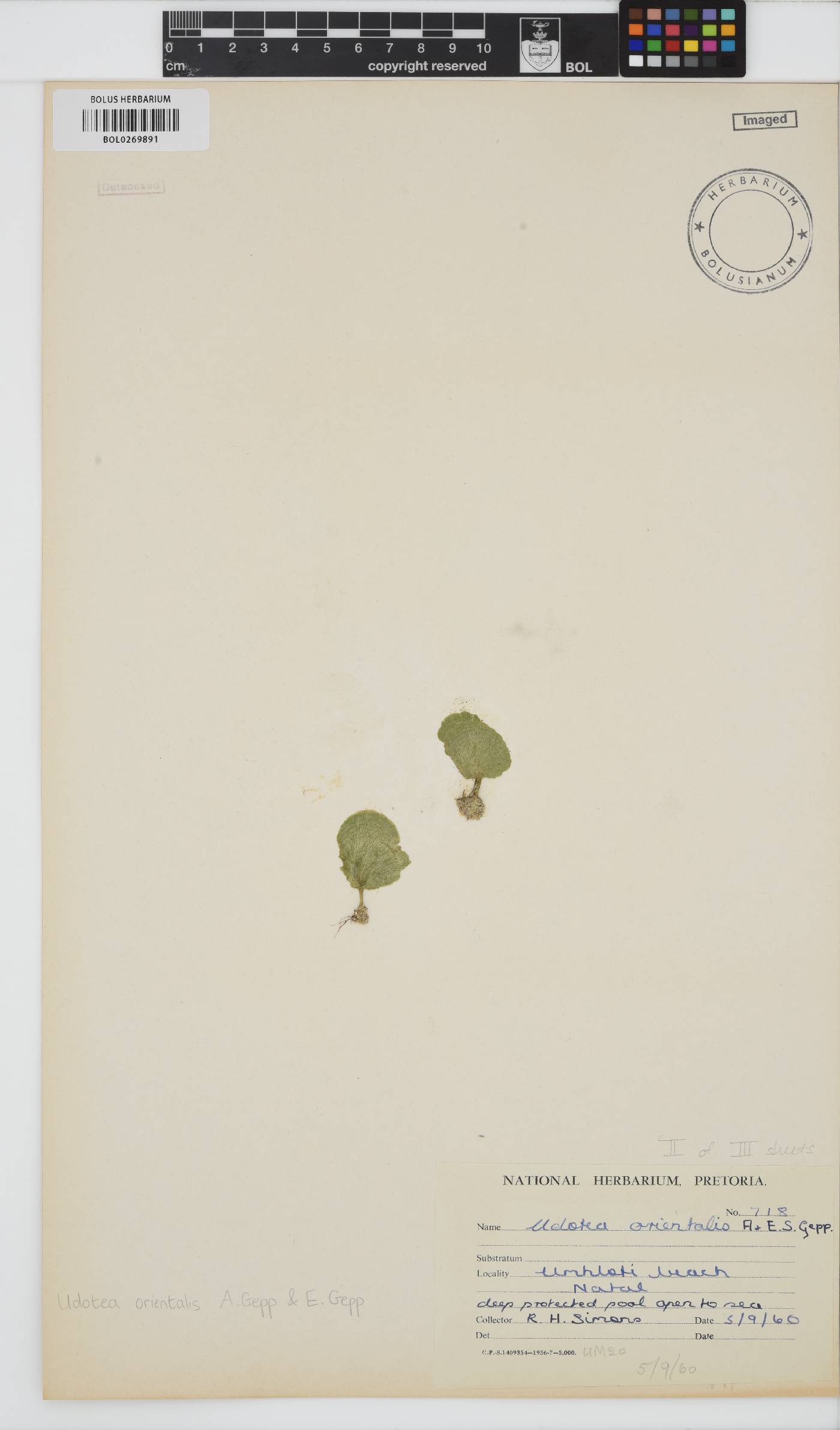 Udotea orientalis image