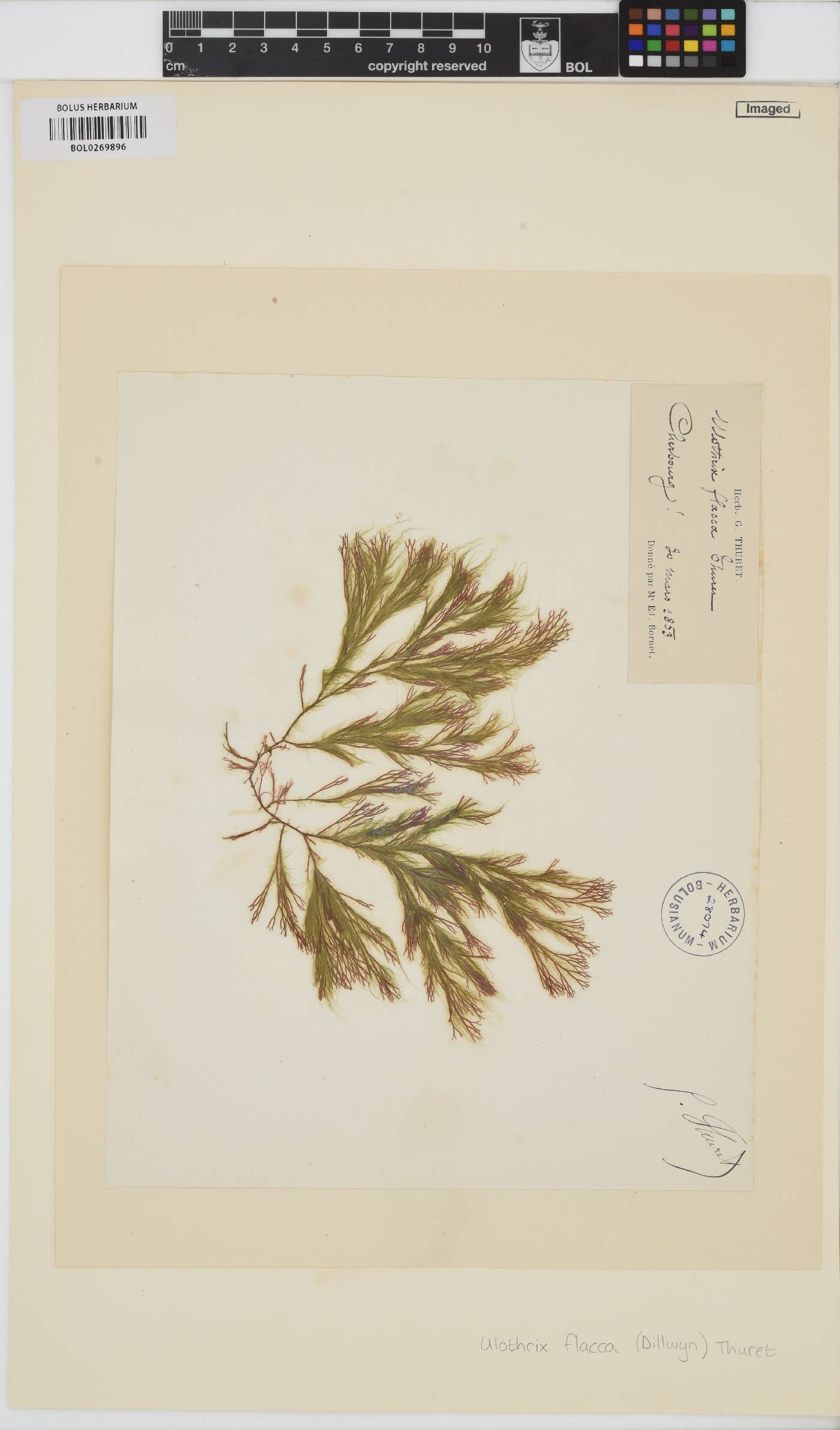 Ulothrix flacca image