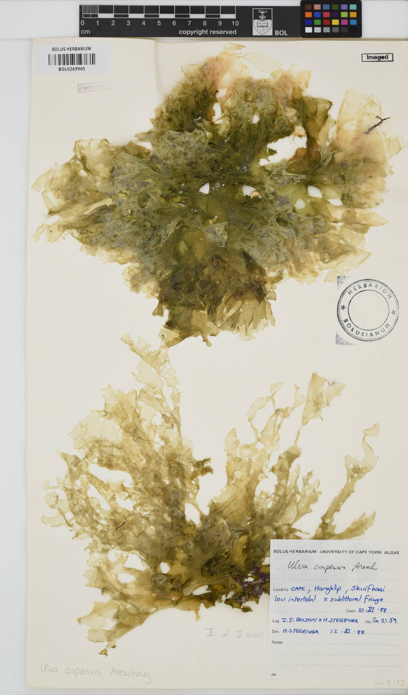 Ulva uncialis image