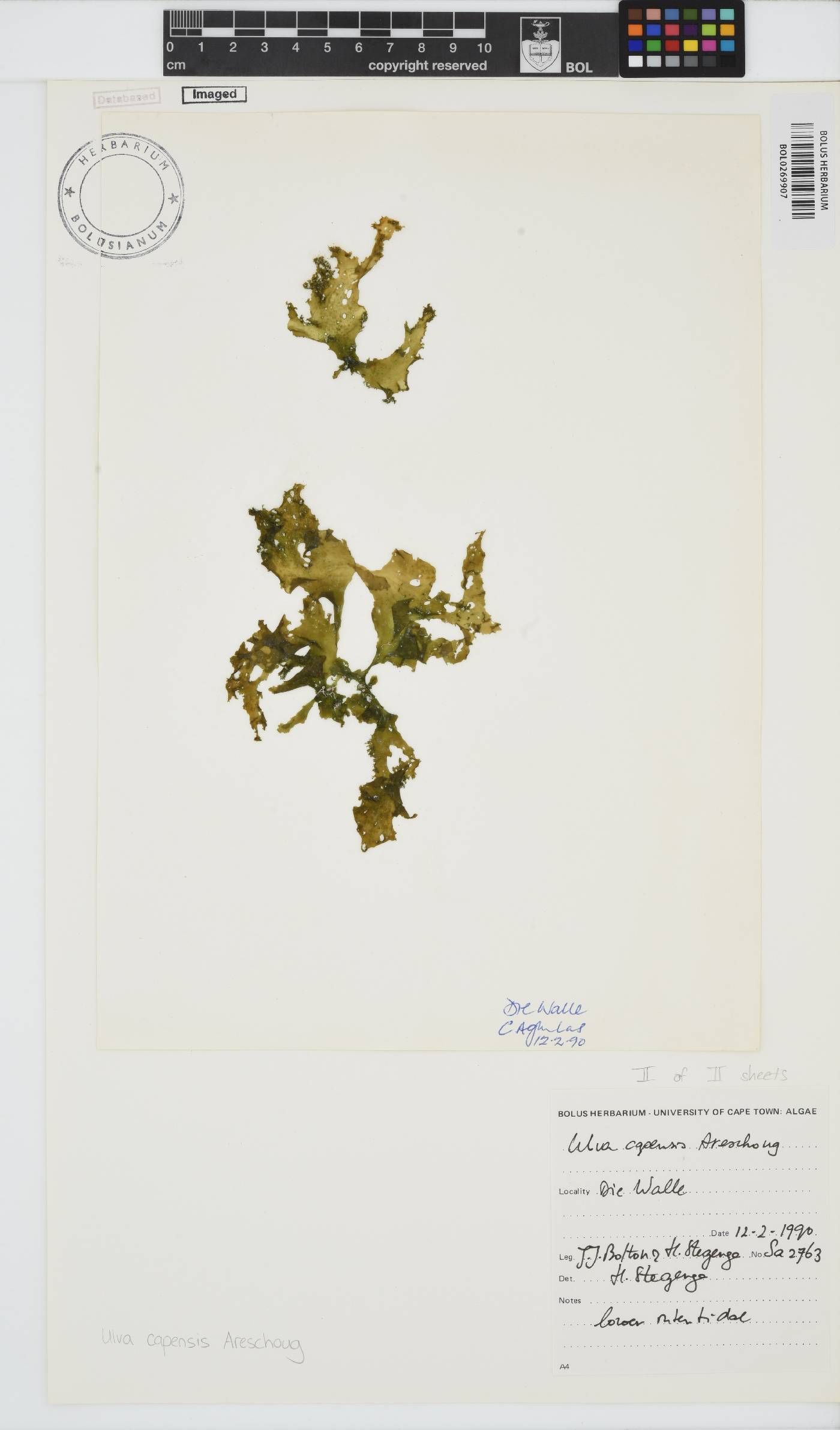 Ulva uncialis image