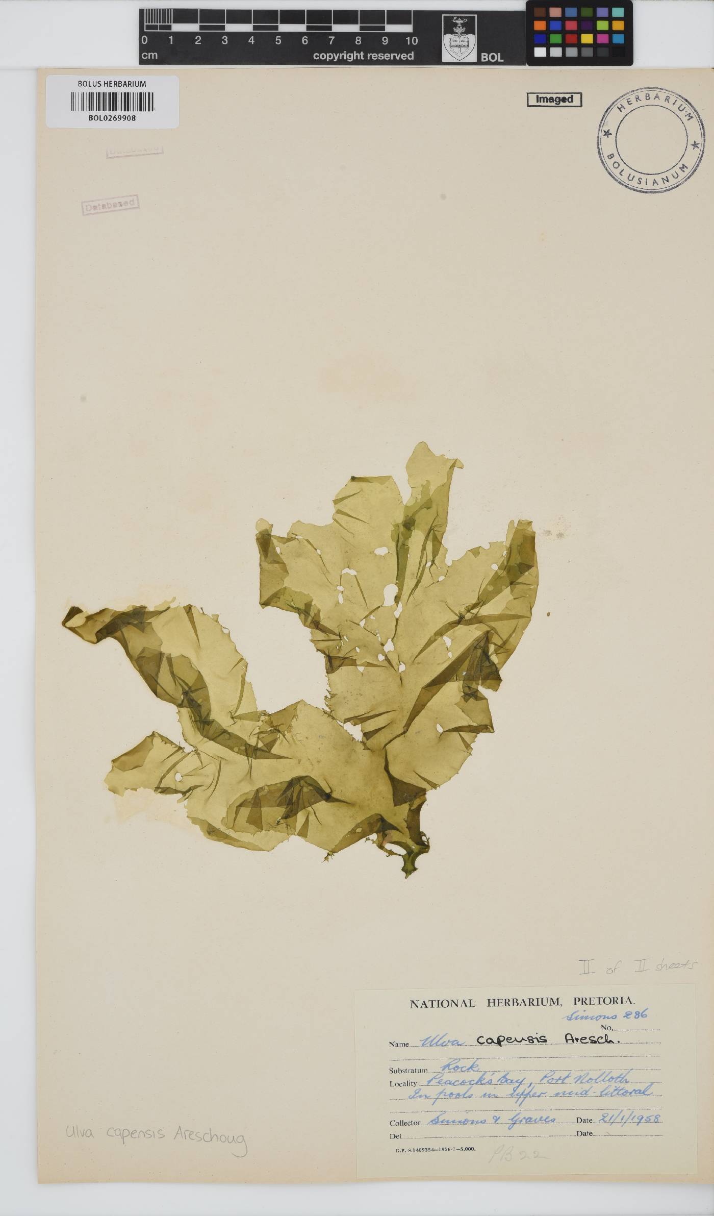 Ulva uncialis image