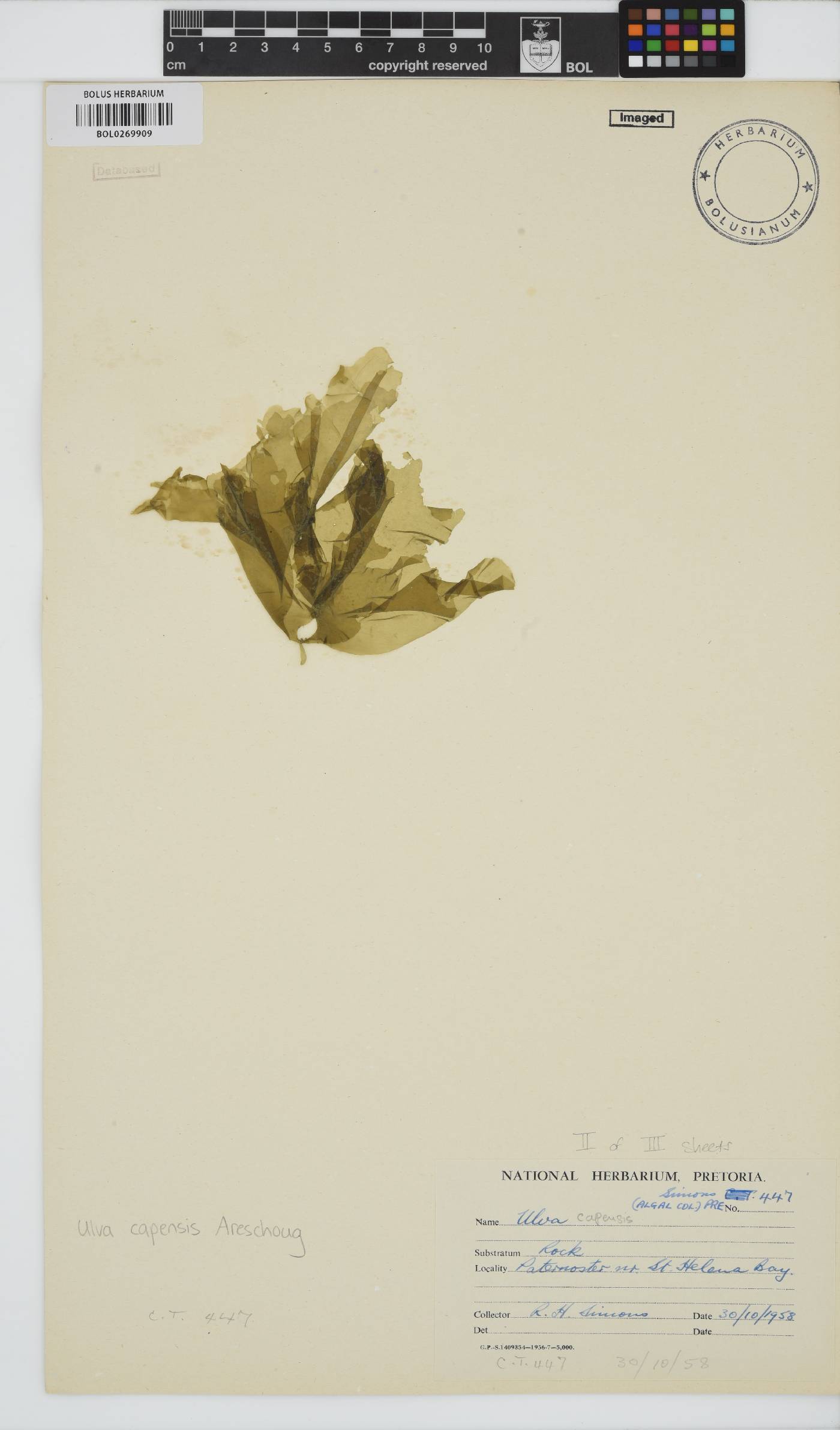 Ulva uncialis image