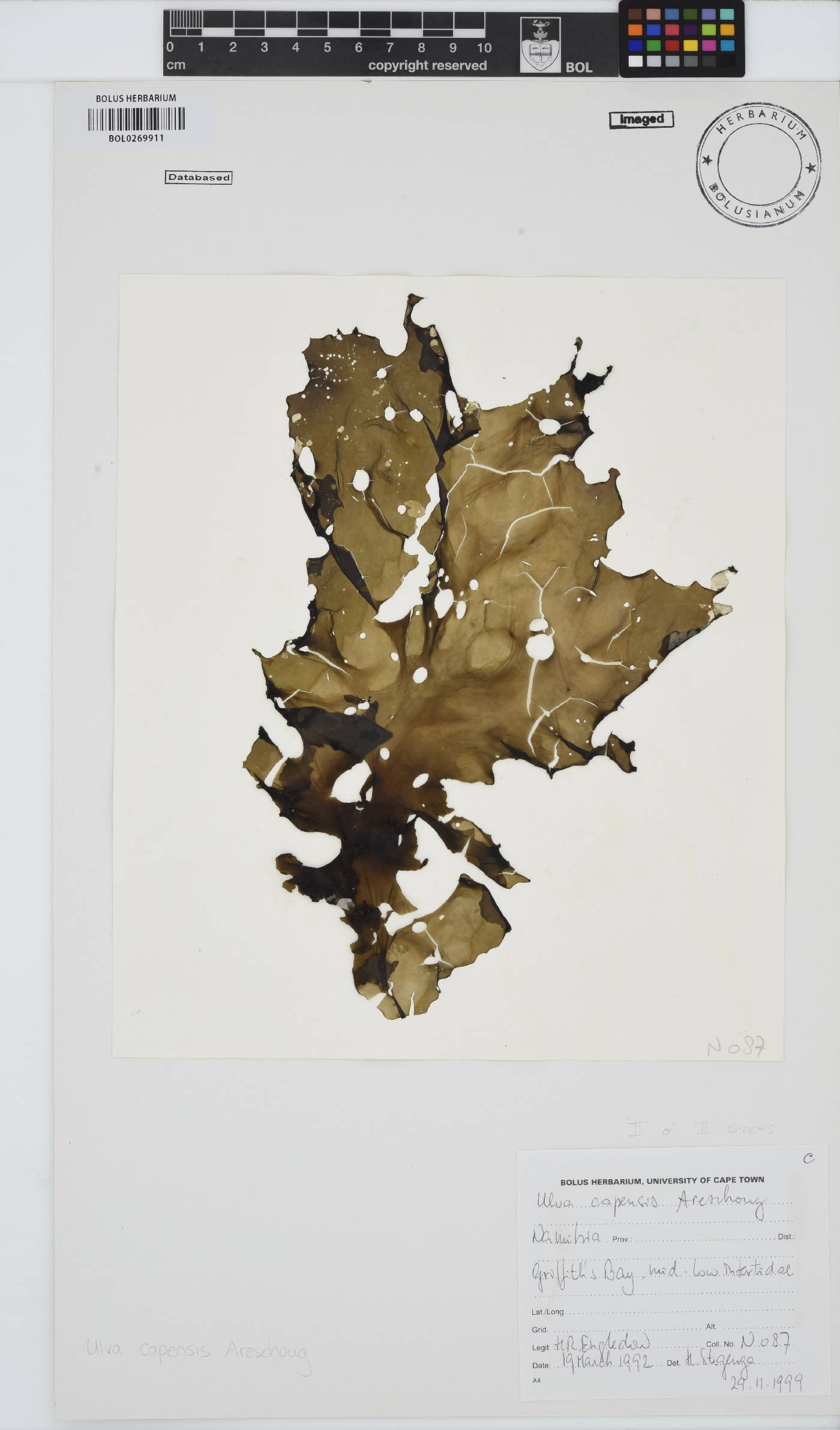 Ulva uncialis image