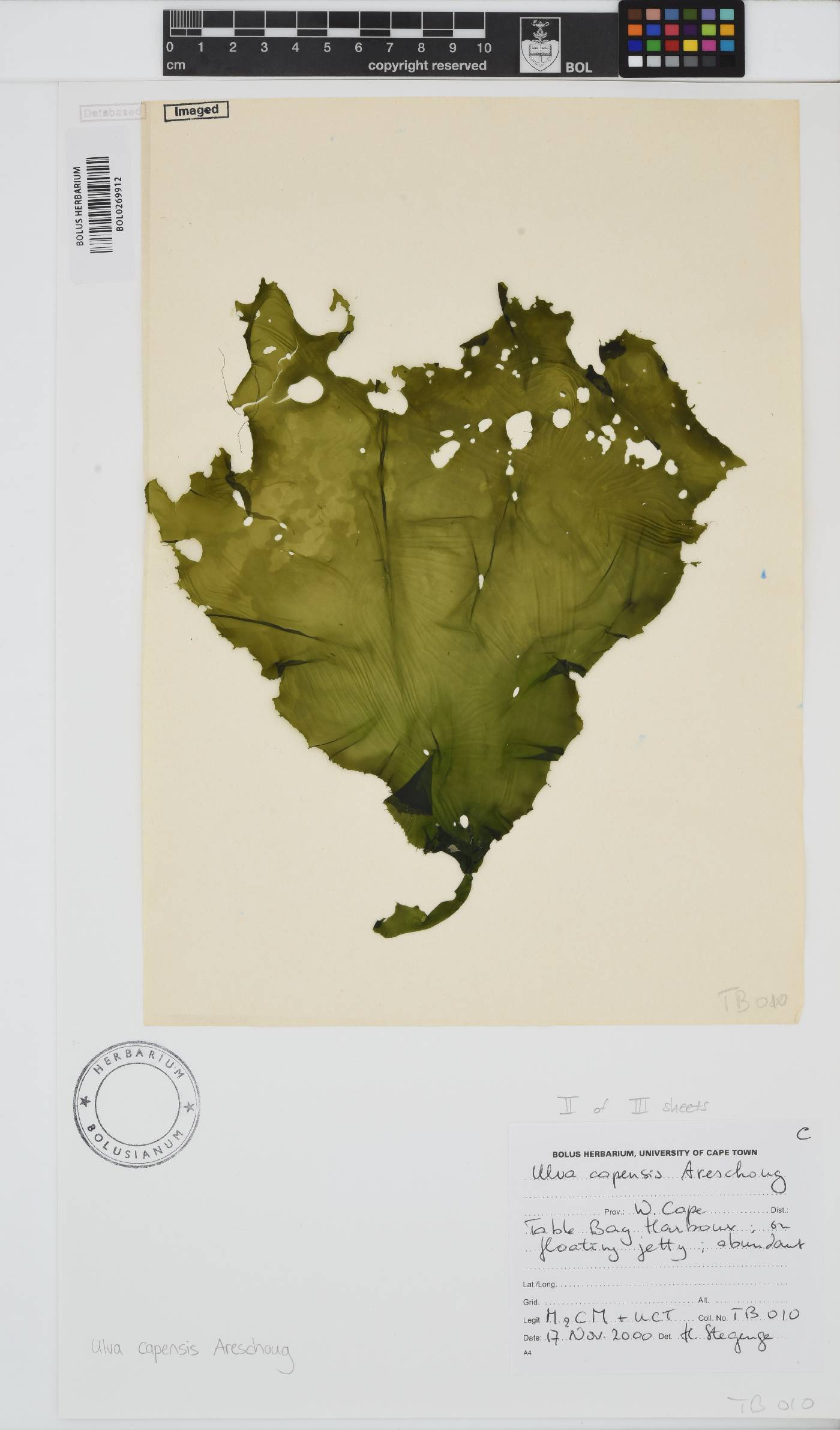 Ulva uncialis image