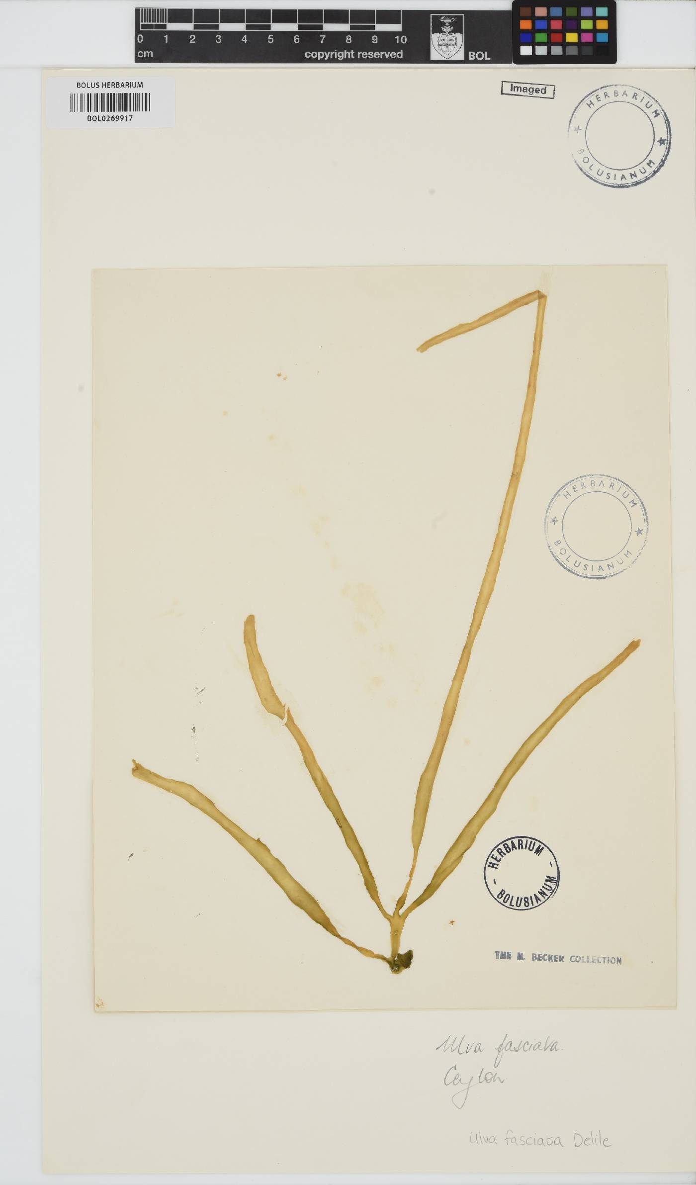 Ulva fasciata image