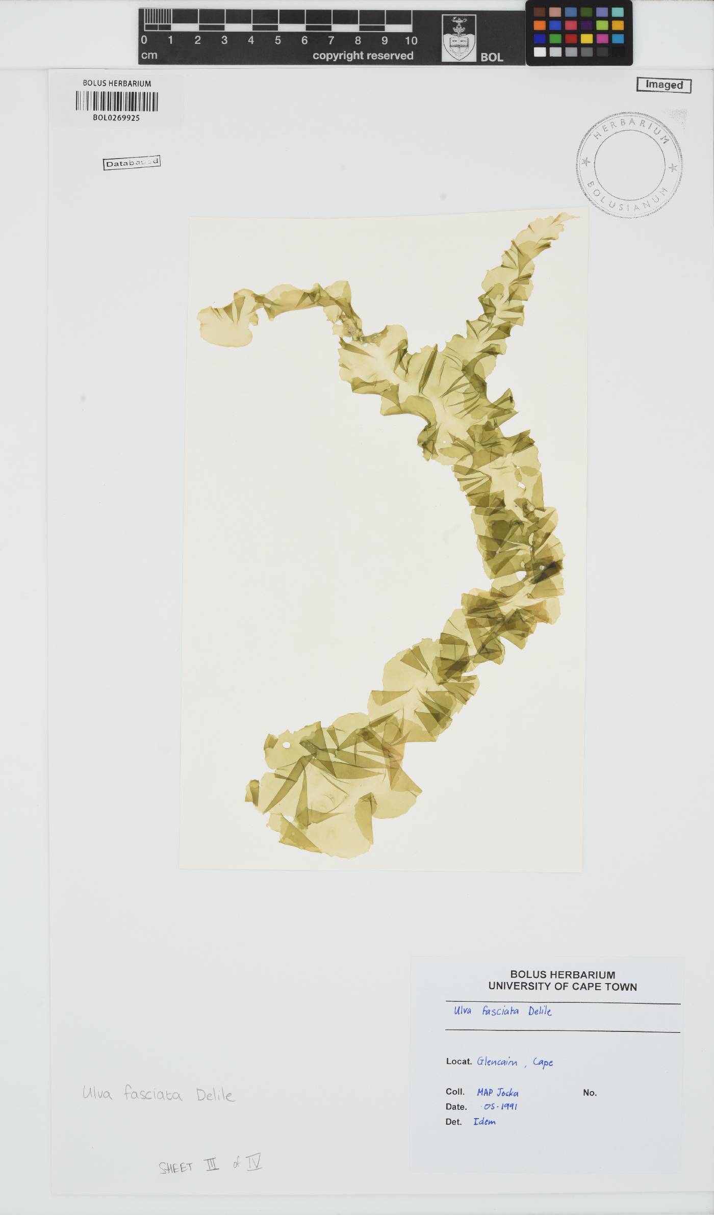 Ulva fasciata image