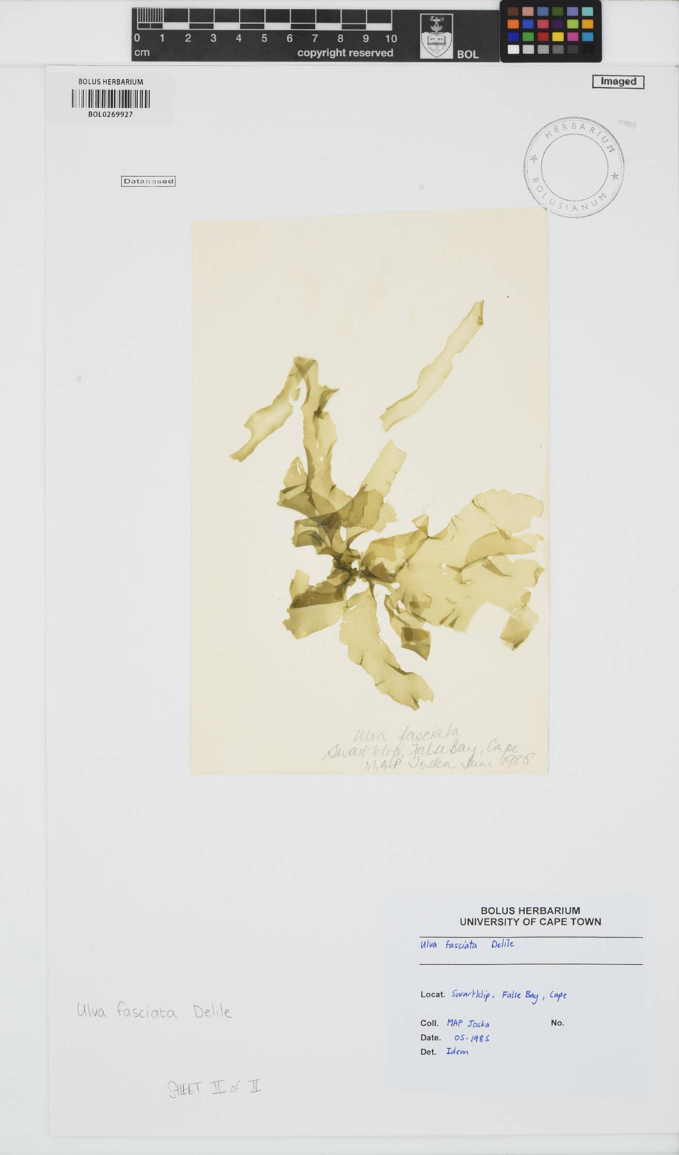 Ulva fasciata image