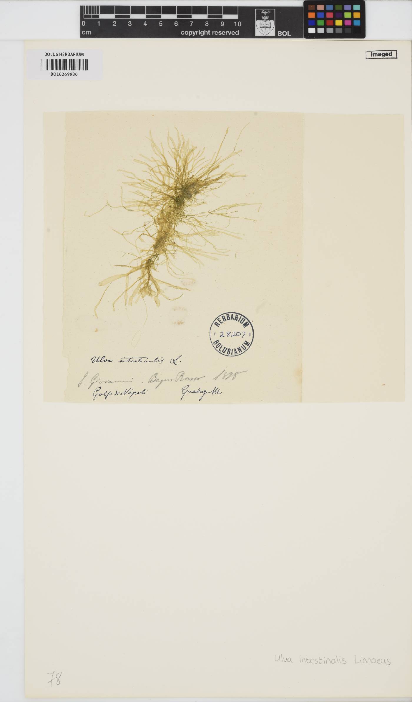 Ulva intestinalis image