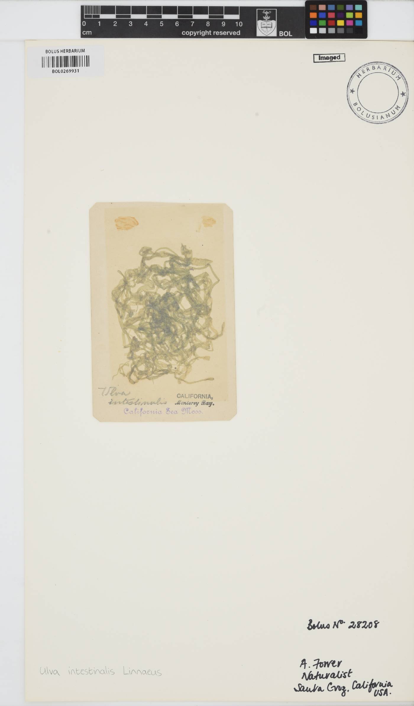 Ulva intestinalis image