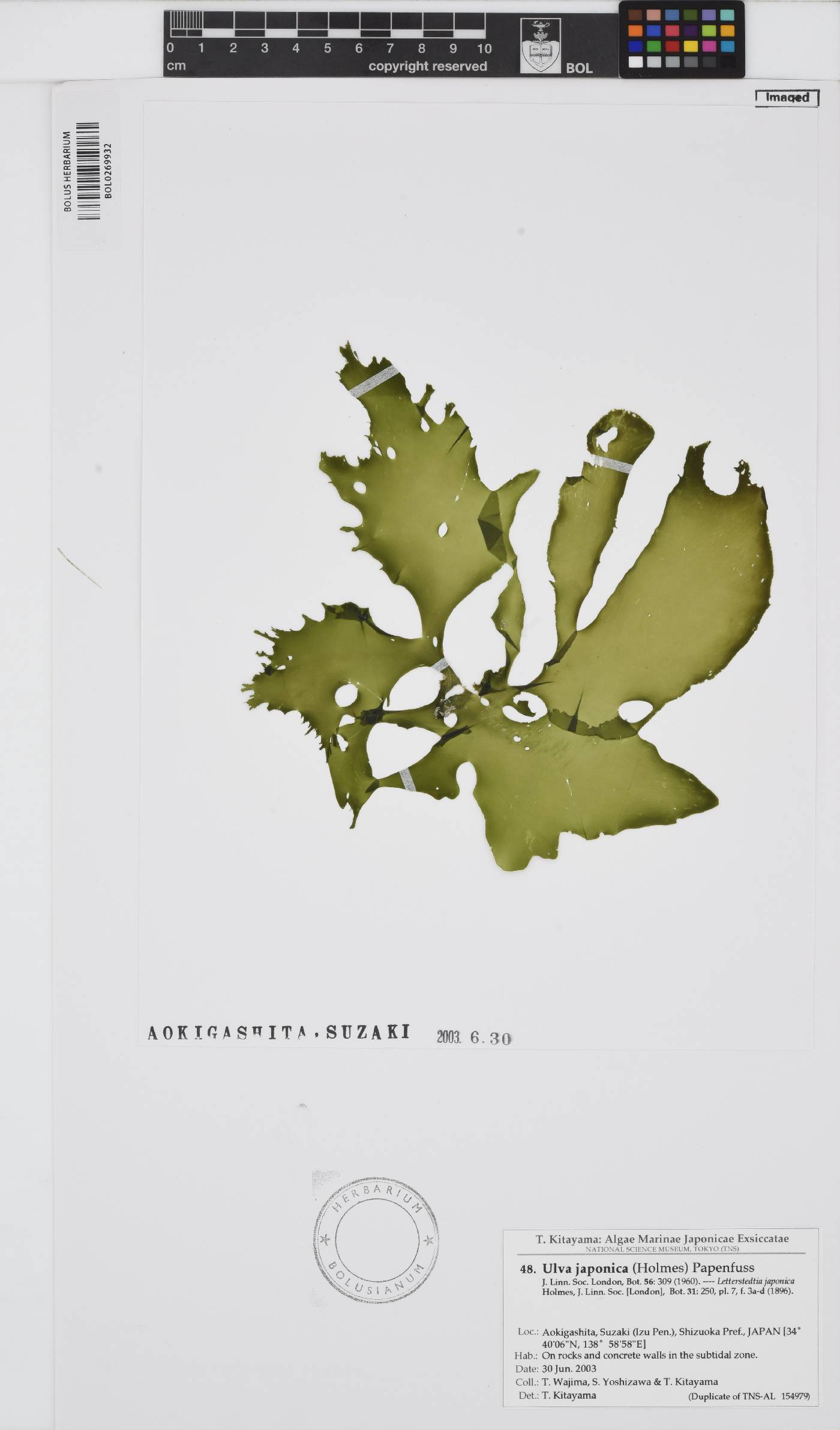 Umbraulva japonica image
