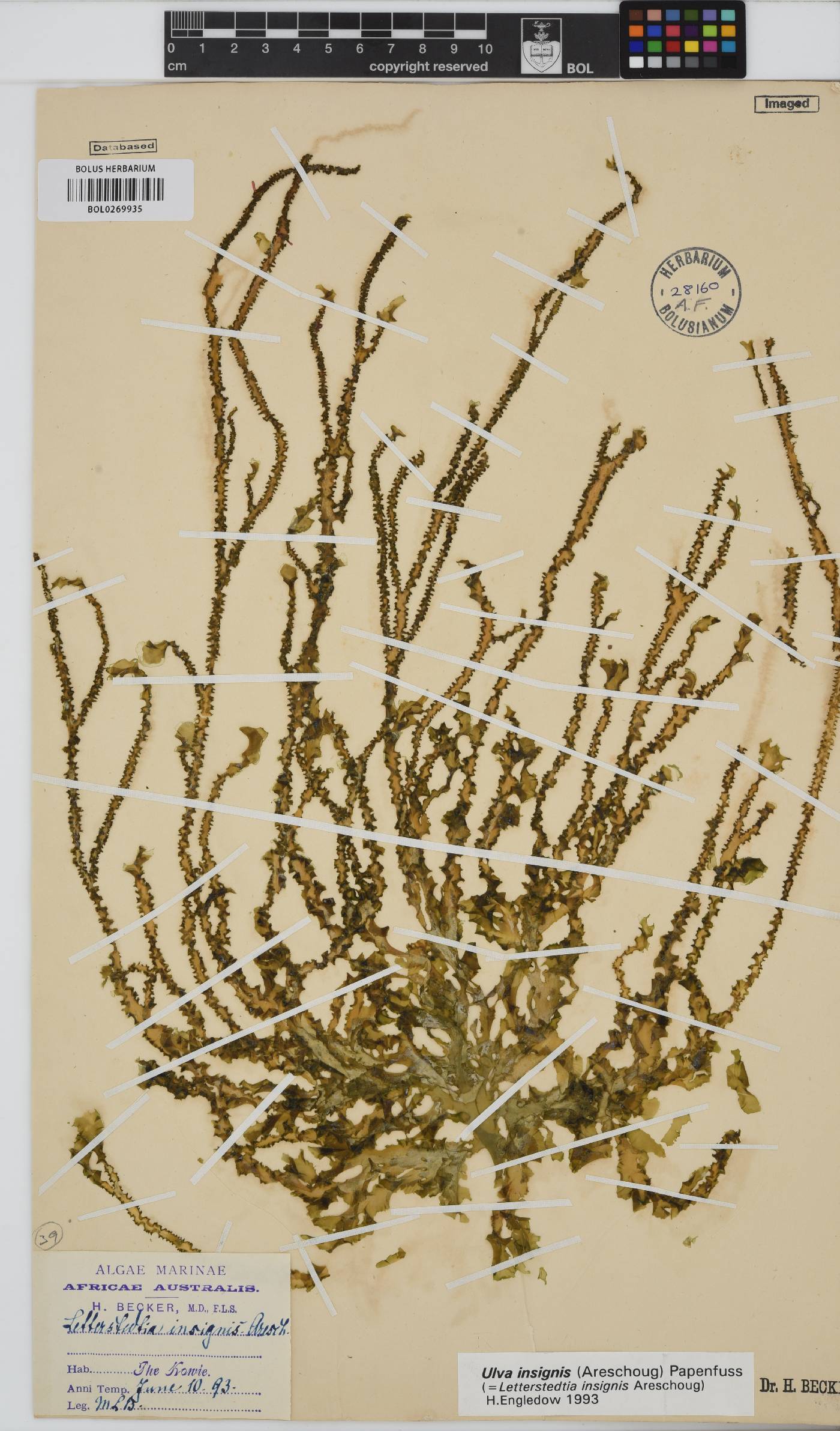 Letterstedtia image