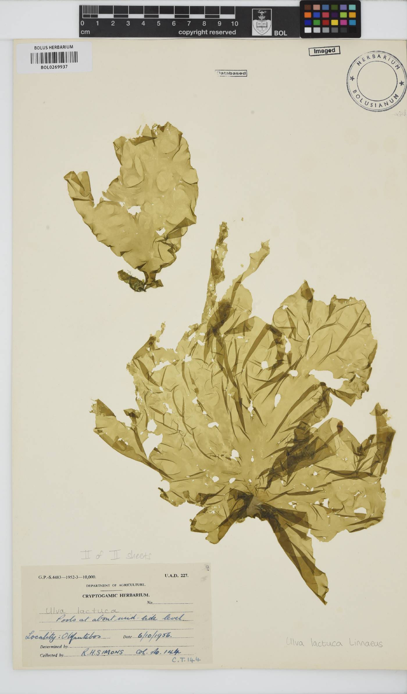 Ulva lactuca image