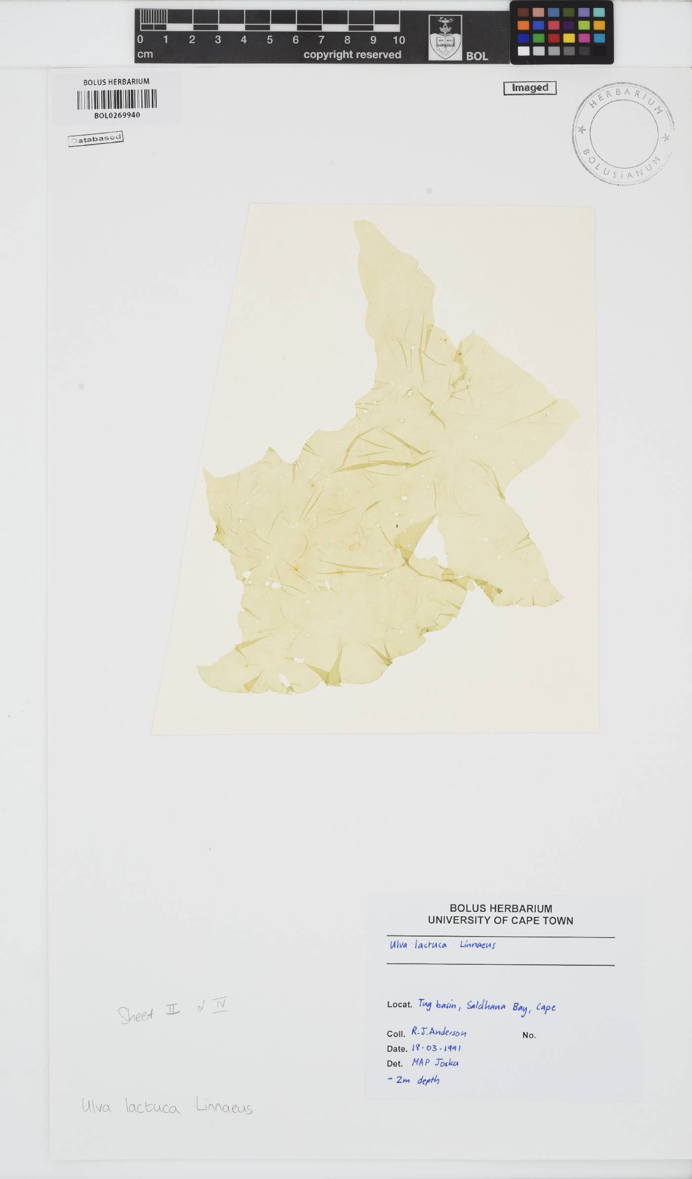 Ulva lactuca image