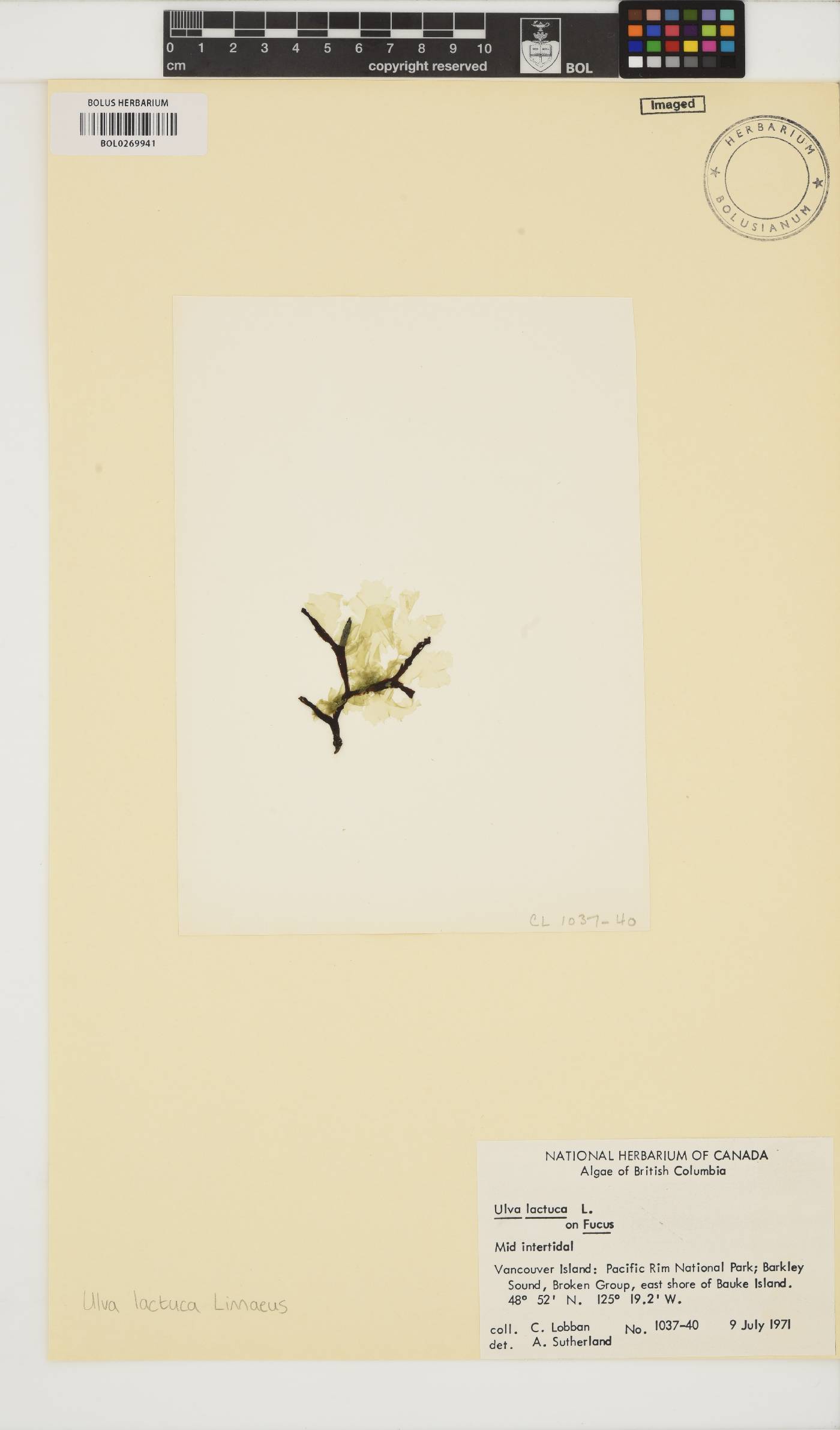 Ulva lactuca image