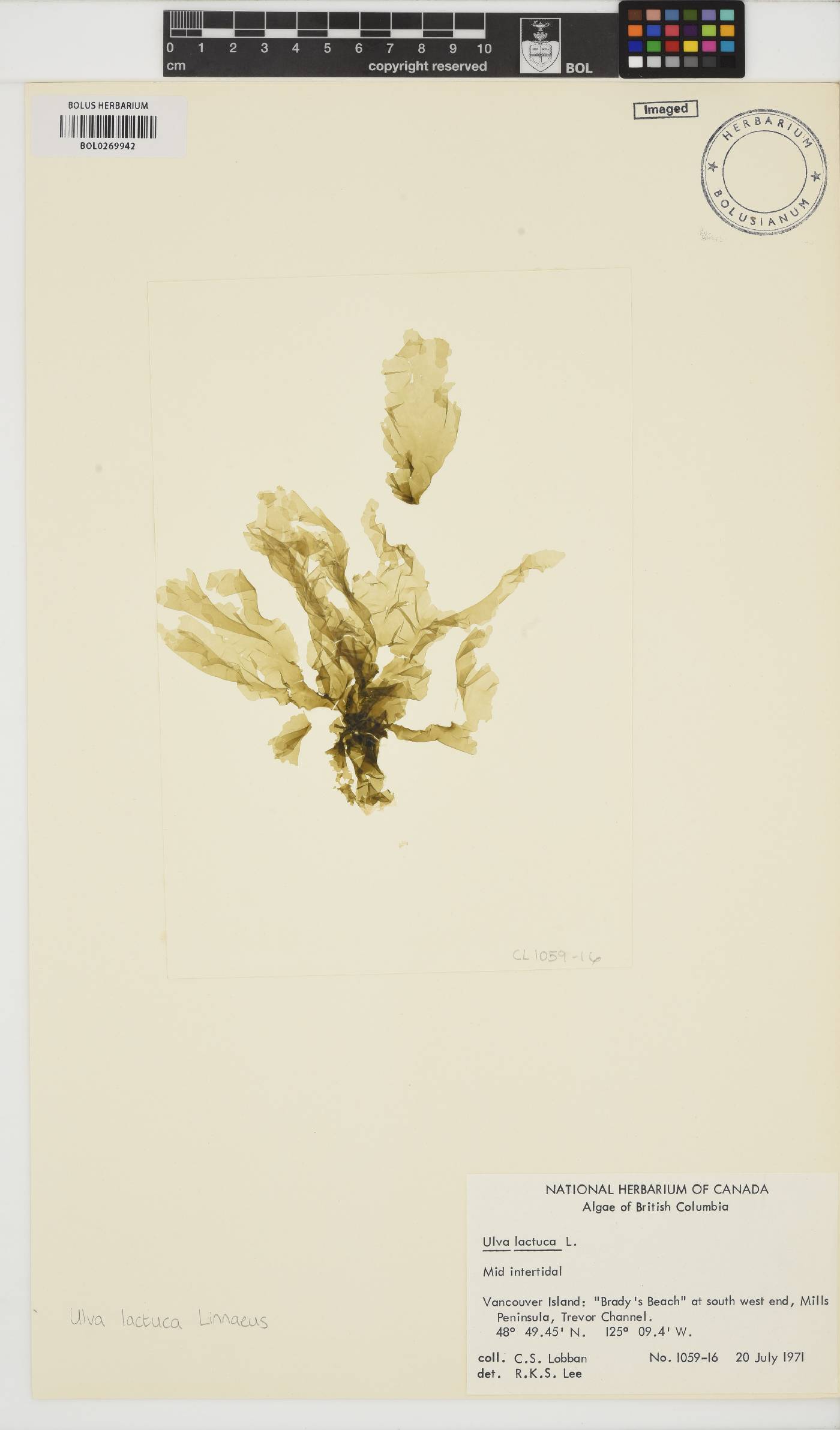 Ulva lactuca image