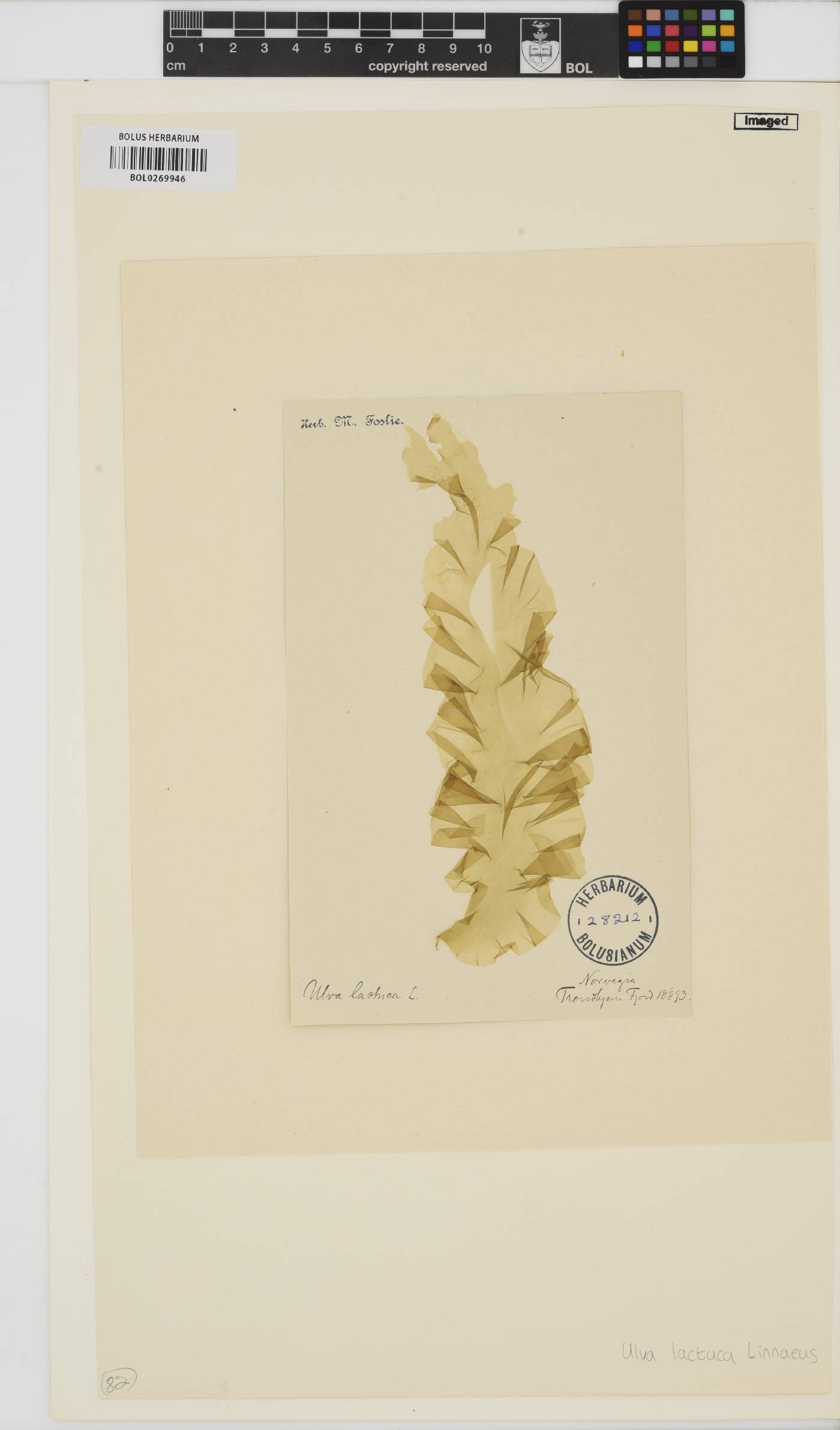 Ulva lactuca image
