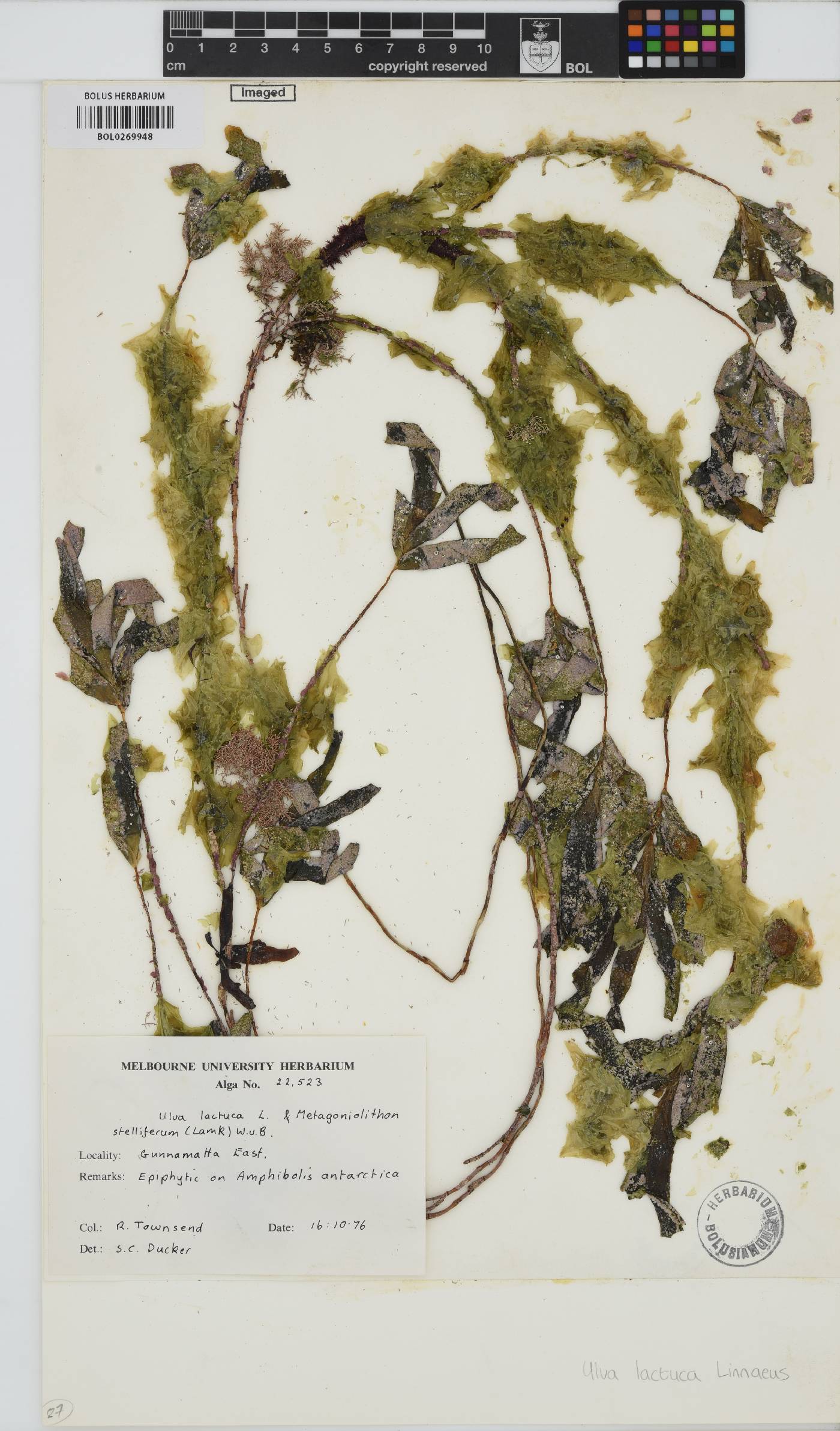 Ulva lactuca image