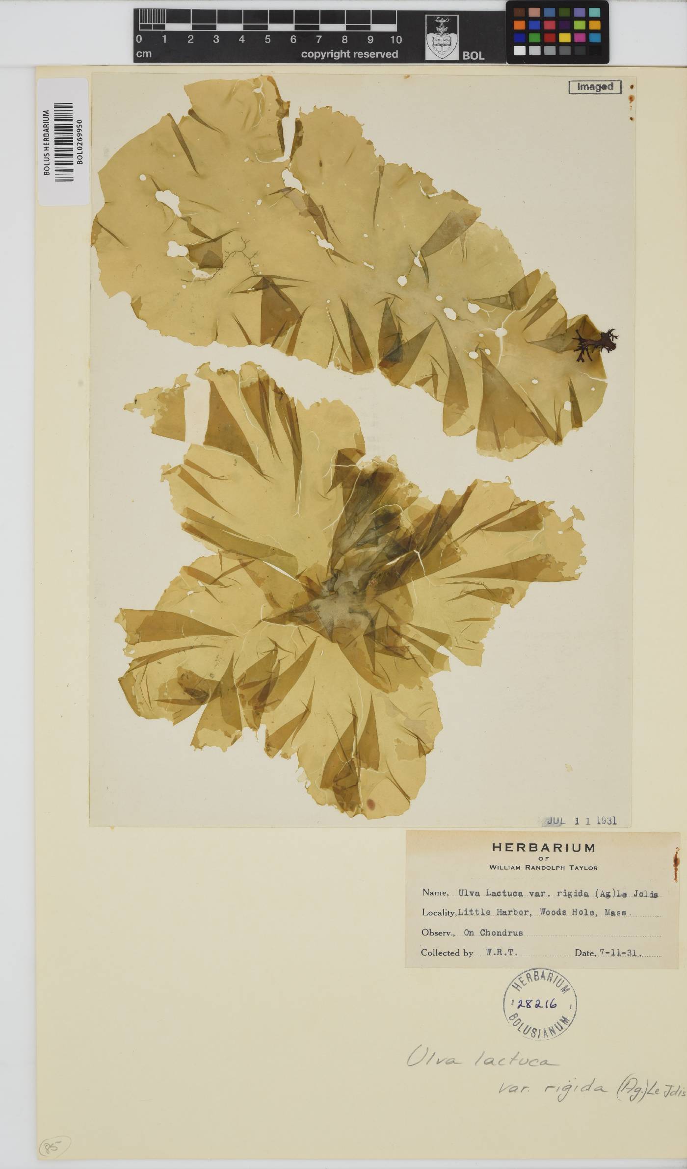 Ulva rigida image
