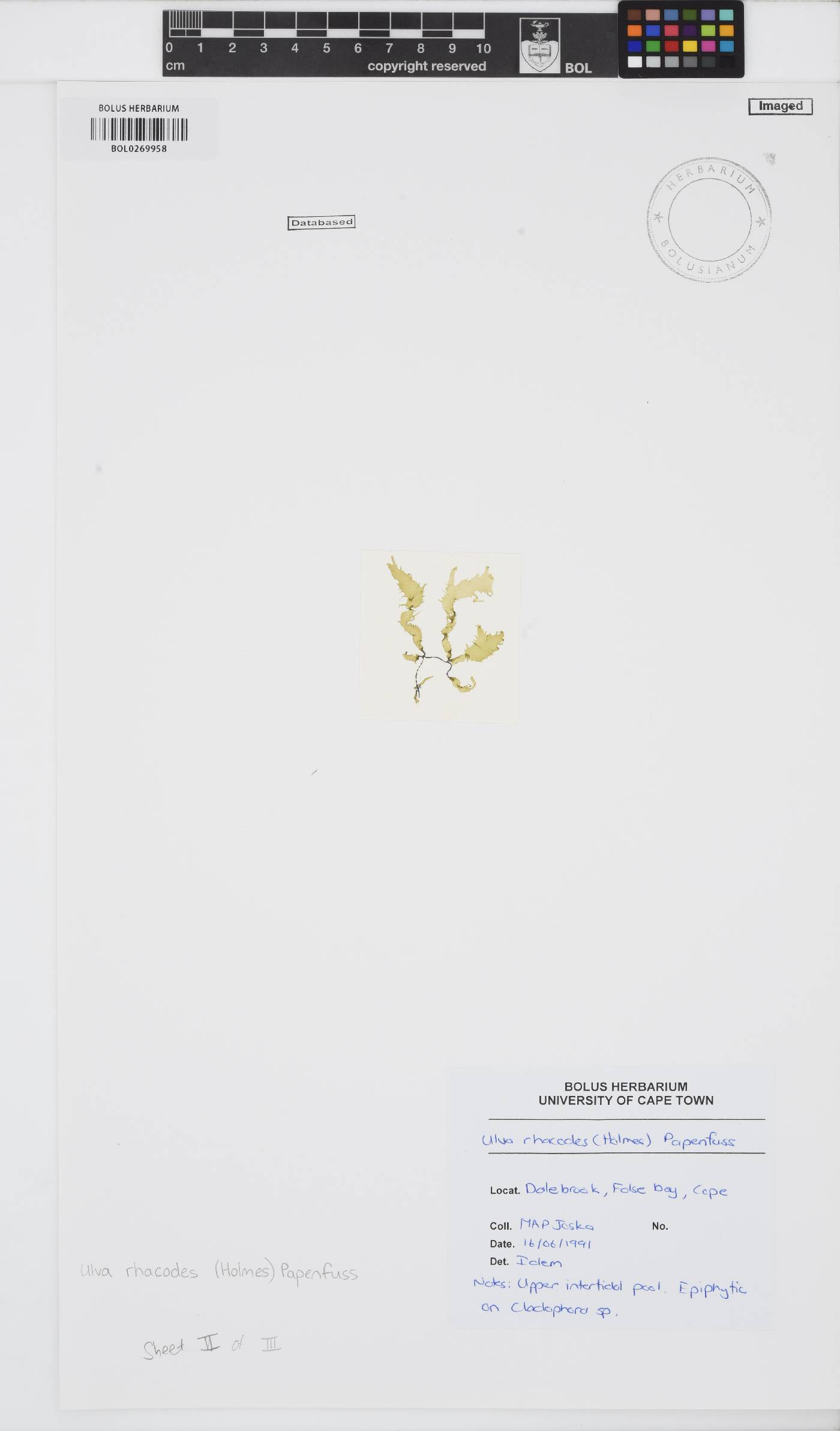 Ulva rhacodes image