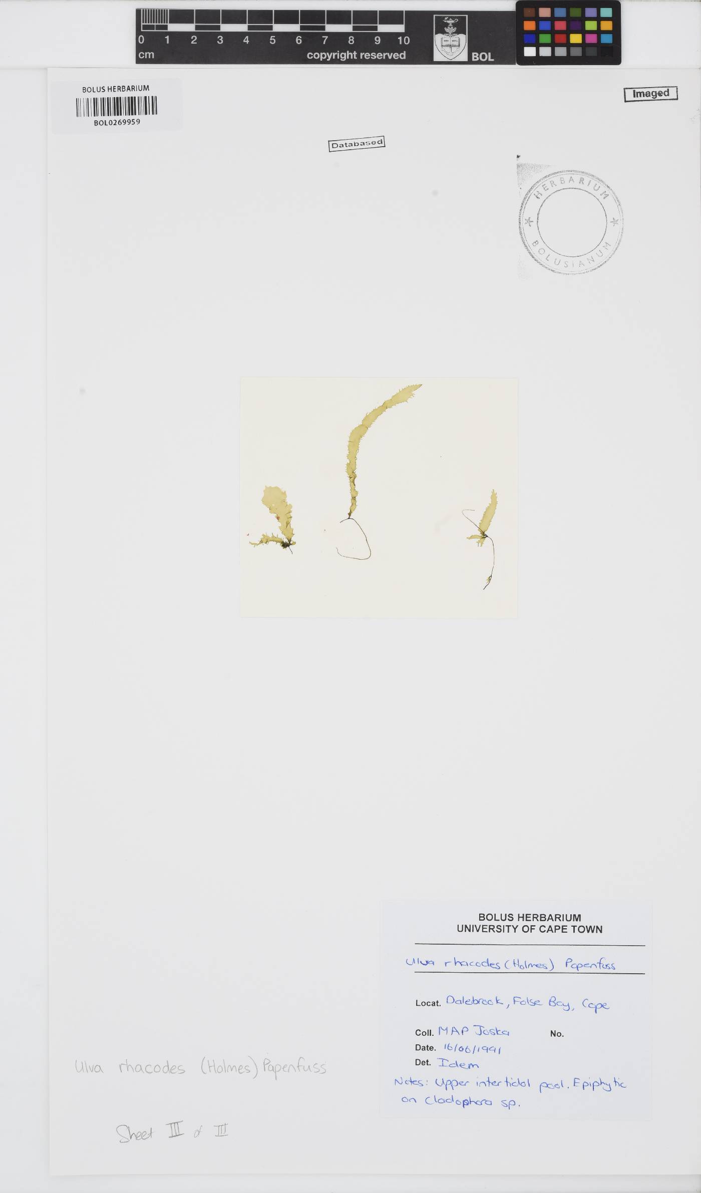 Ulva rhacodes image
