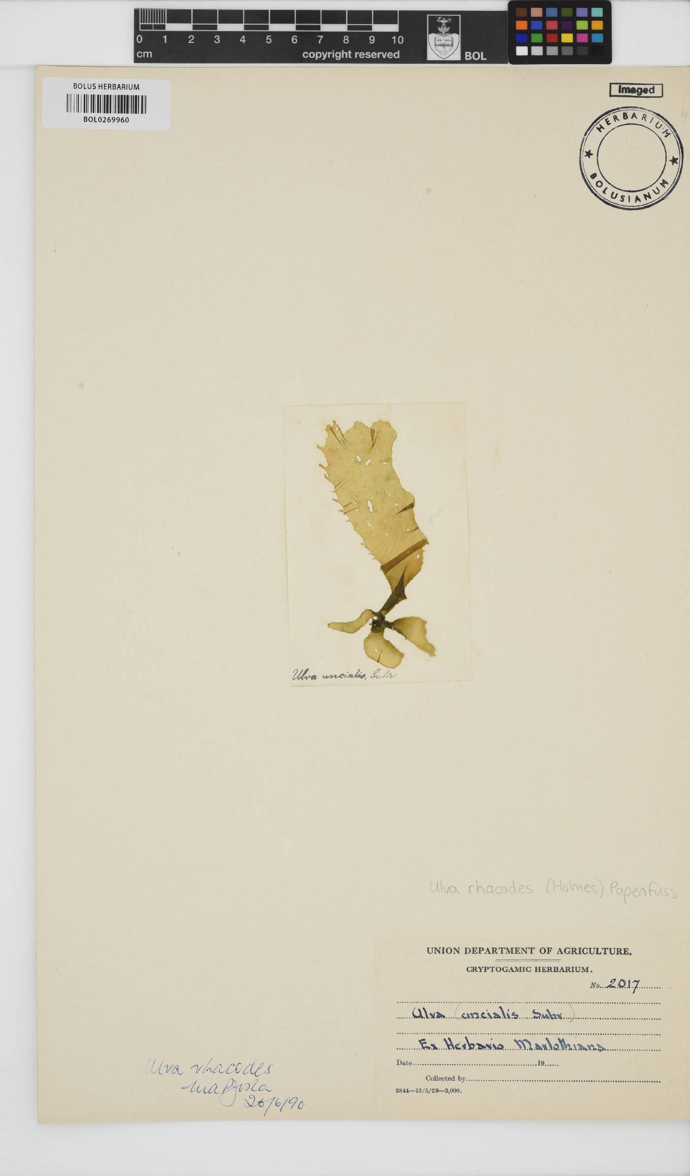 Ulva rhacodes image