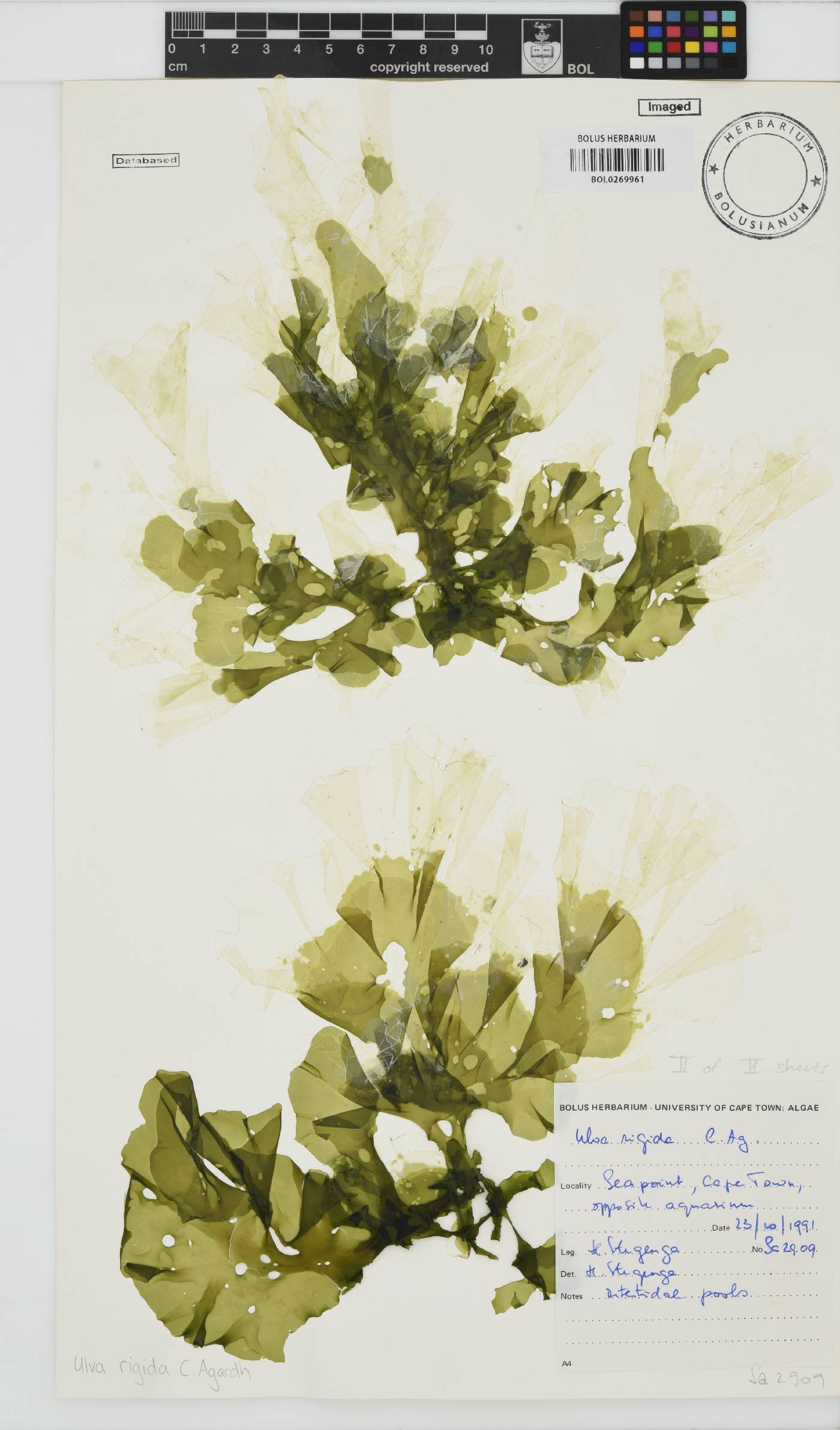 Ulva rigida image