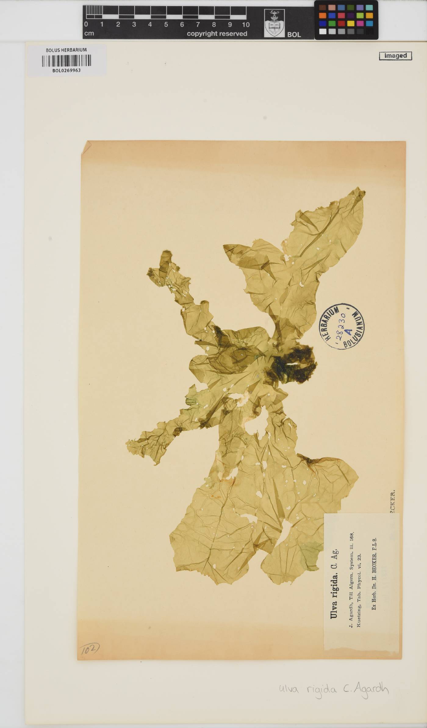 Ulva rigida image