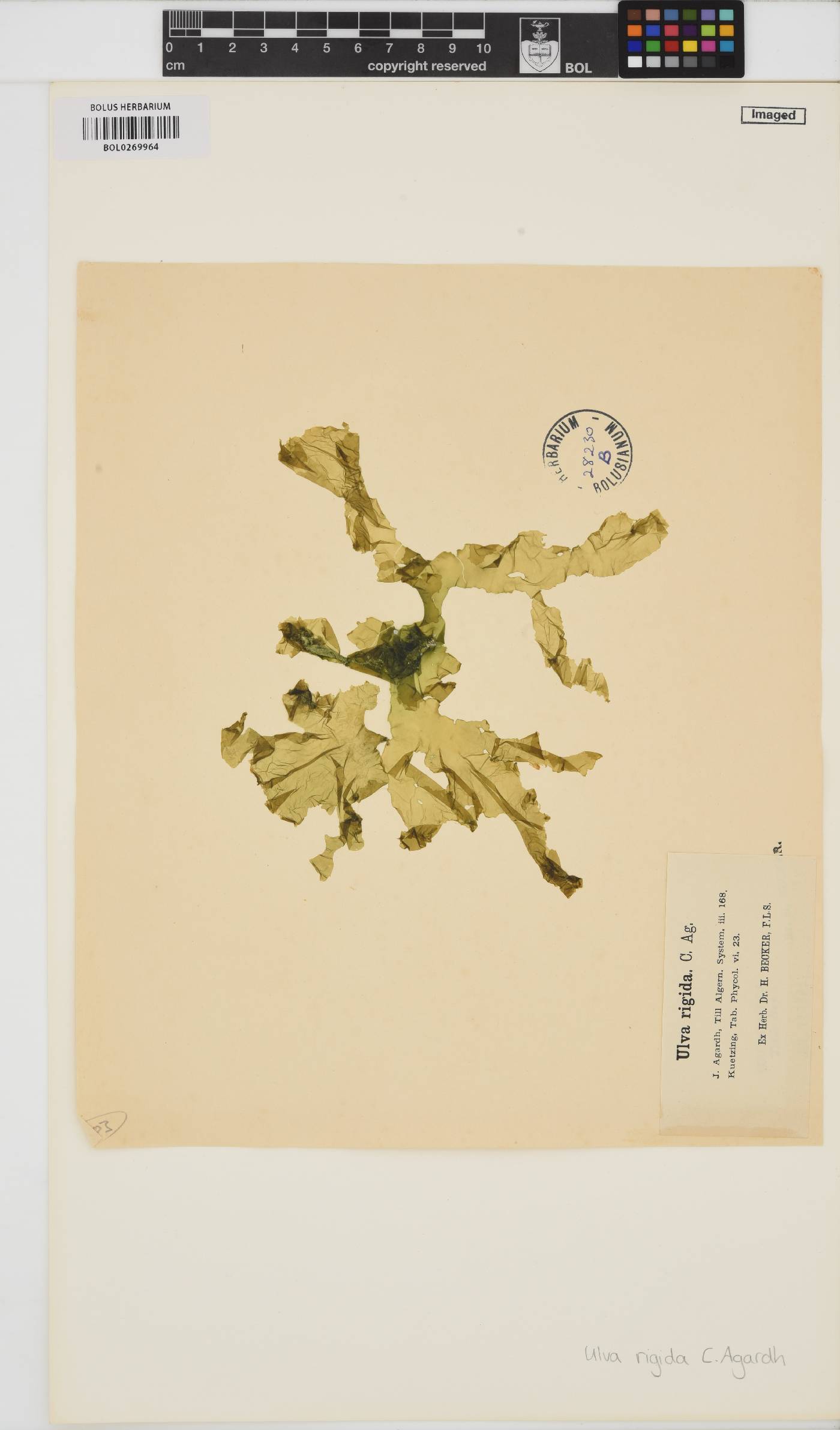 Ulva rigida image
