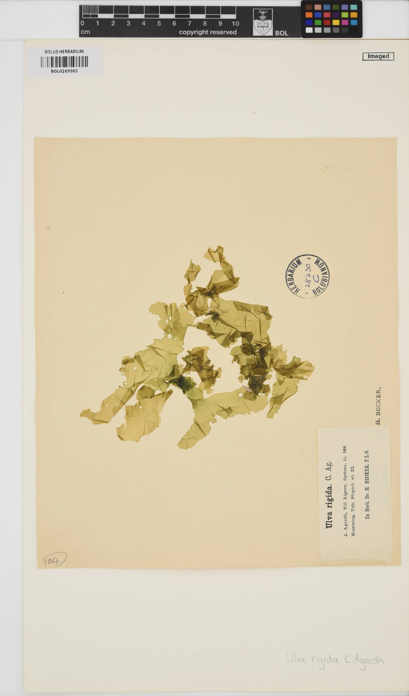 Ulva rigida image