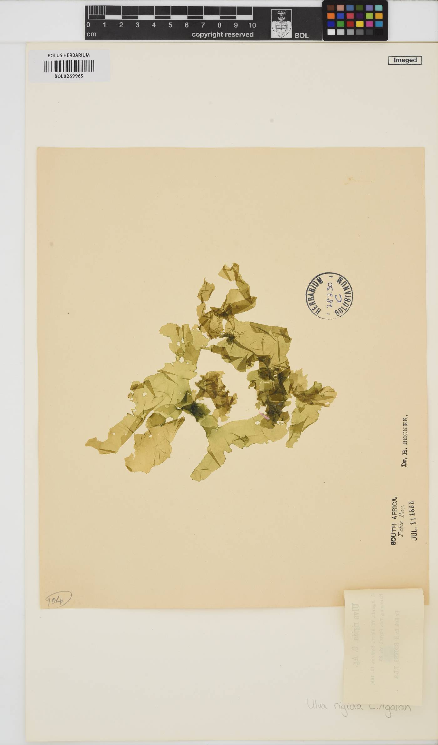 Ulva rigida image
