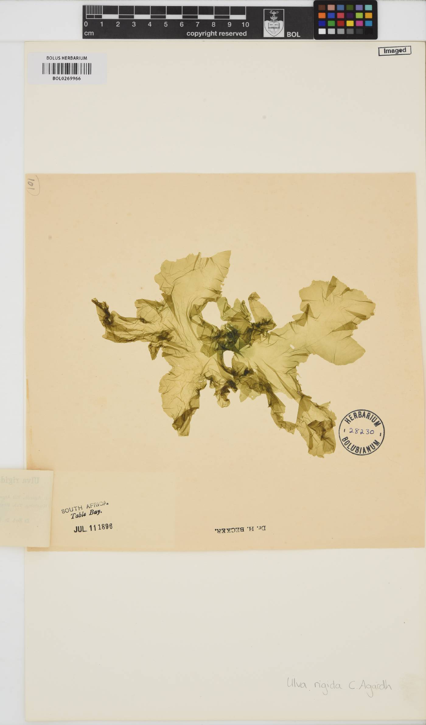 Ulva rigida image
