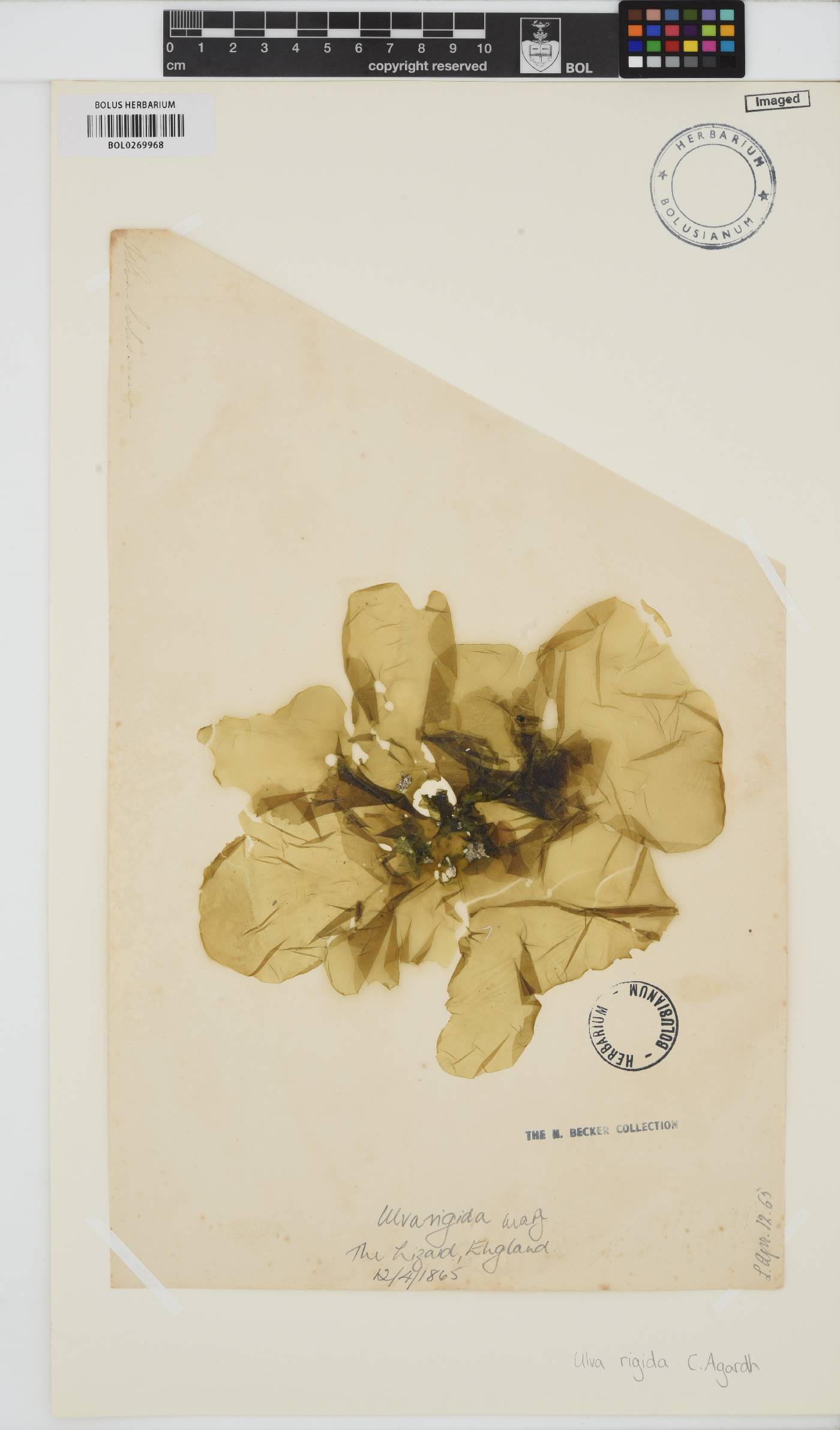 Ulva rigida image