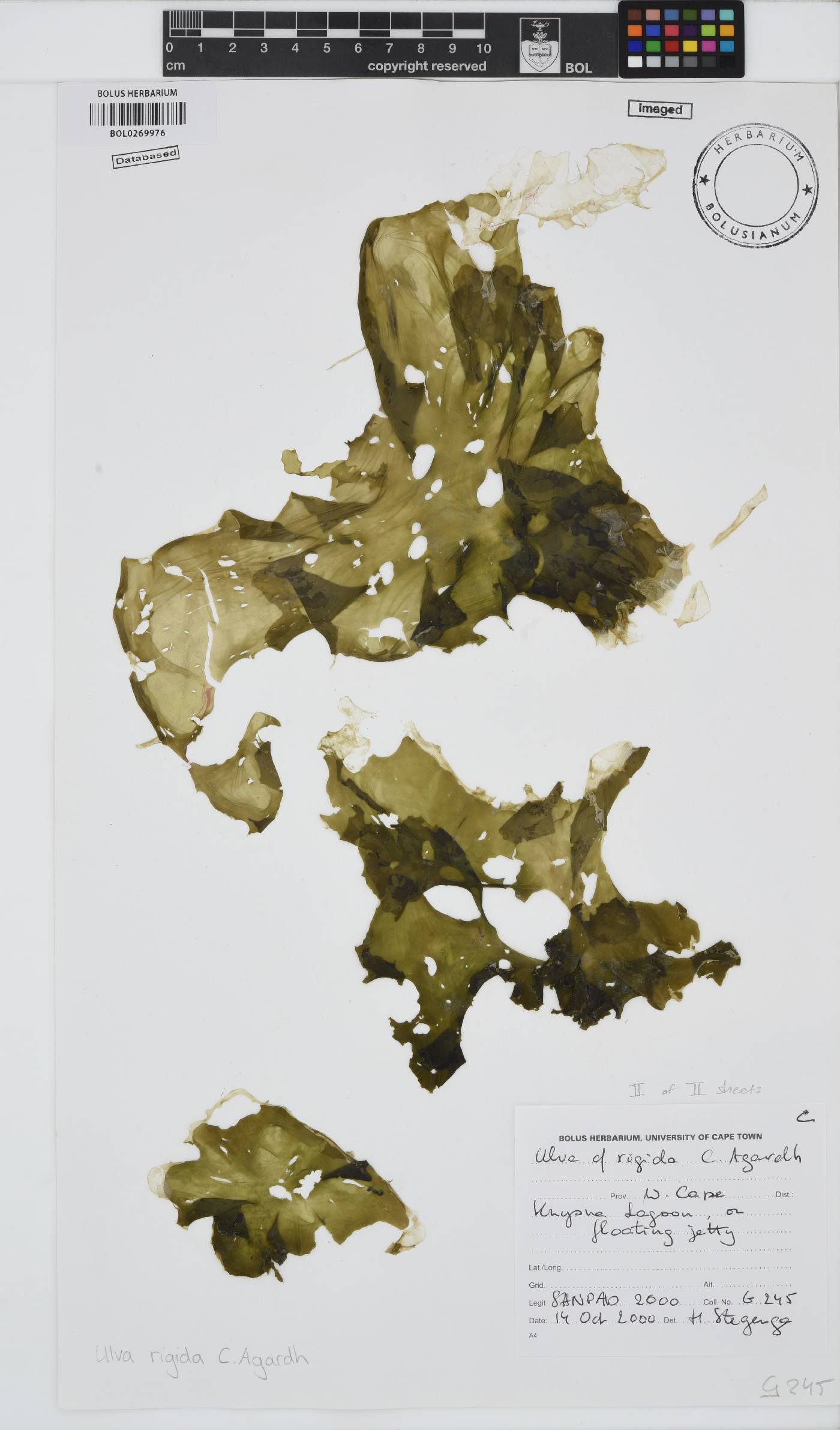 Ulva rigida image