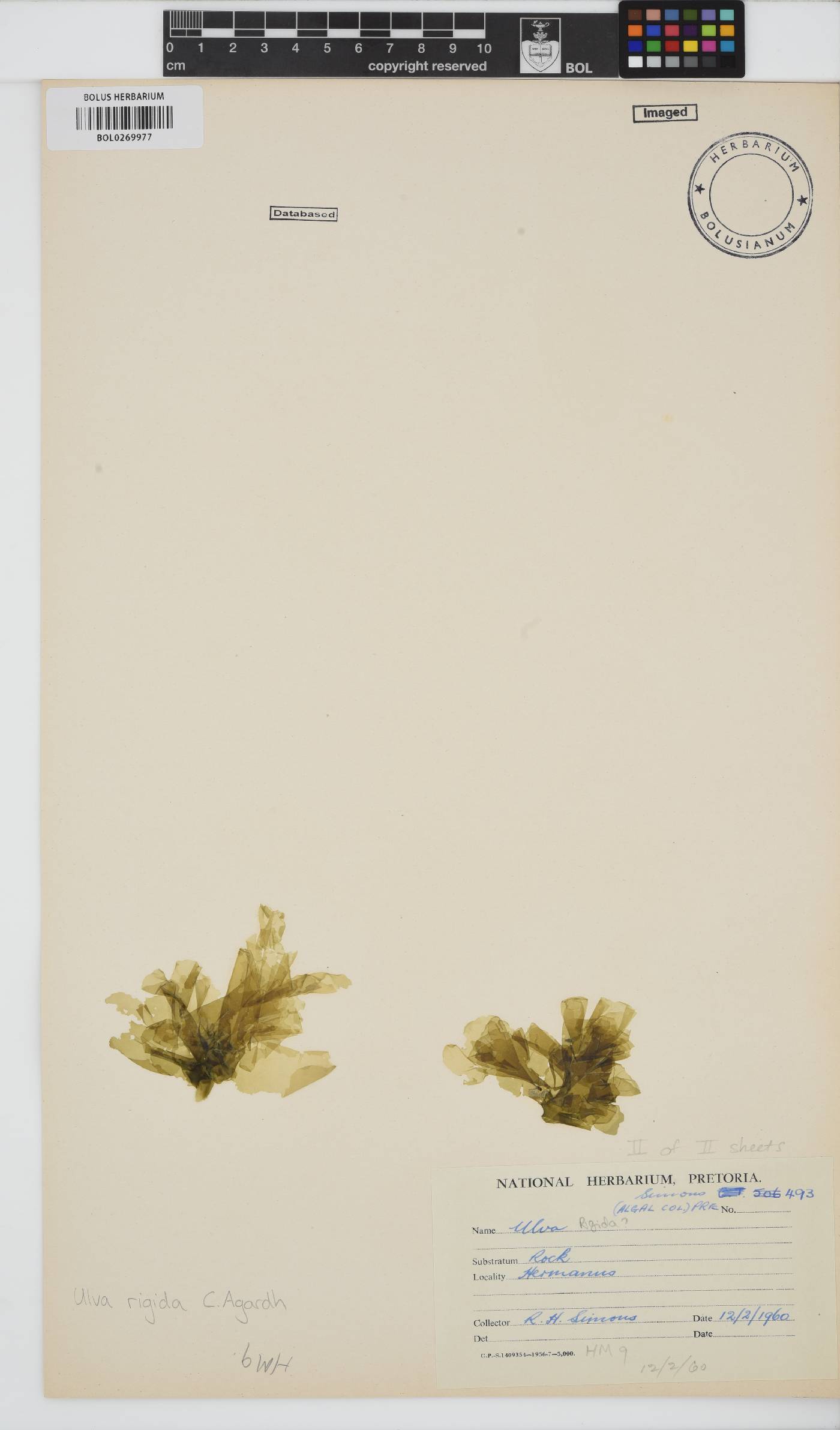 Ulva rigida image